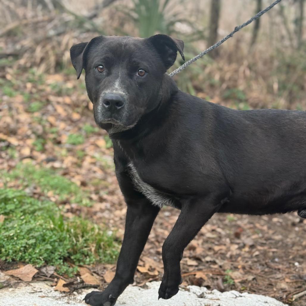 Enlarge Bluey, a Adoptable mixed breed in Monroeville, AL image 4/5