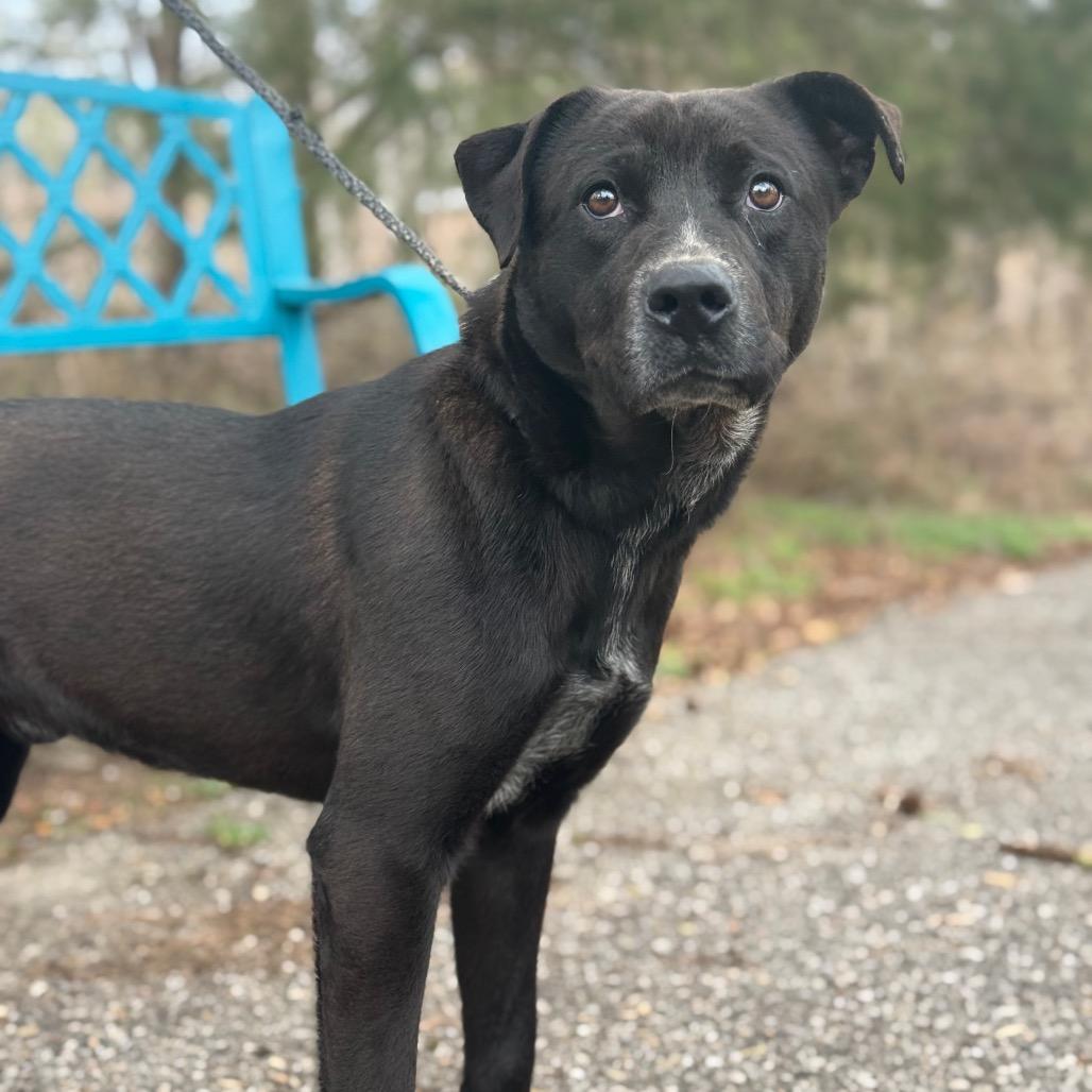 Enlarge Bluey, a Adoptable mixed breed in Monroeville, AL image 5/5
