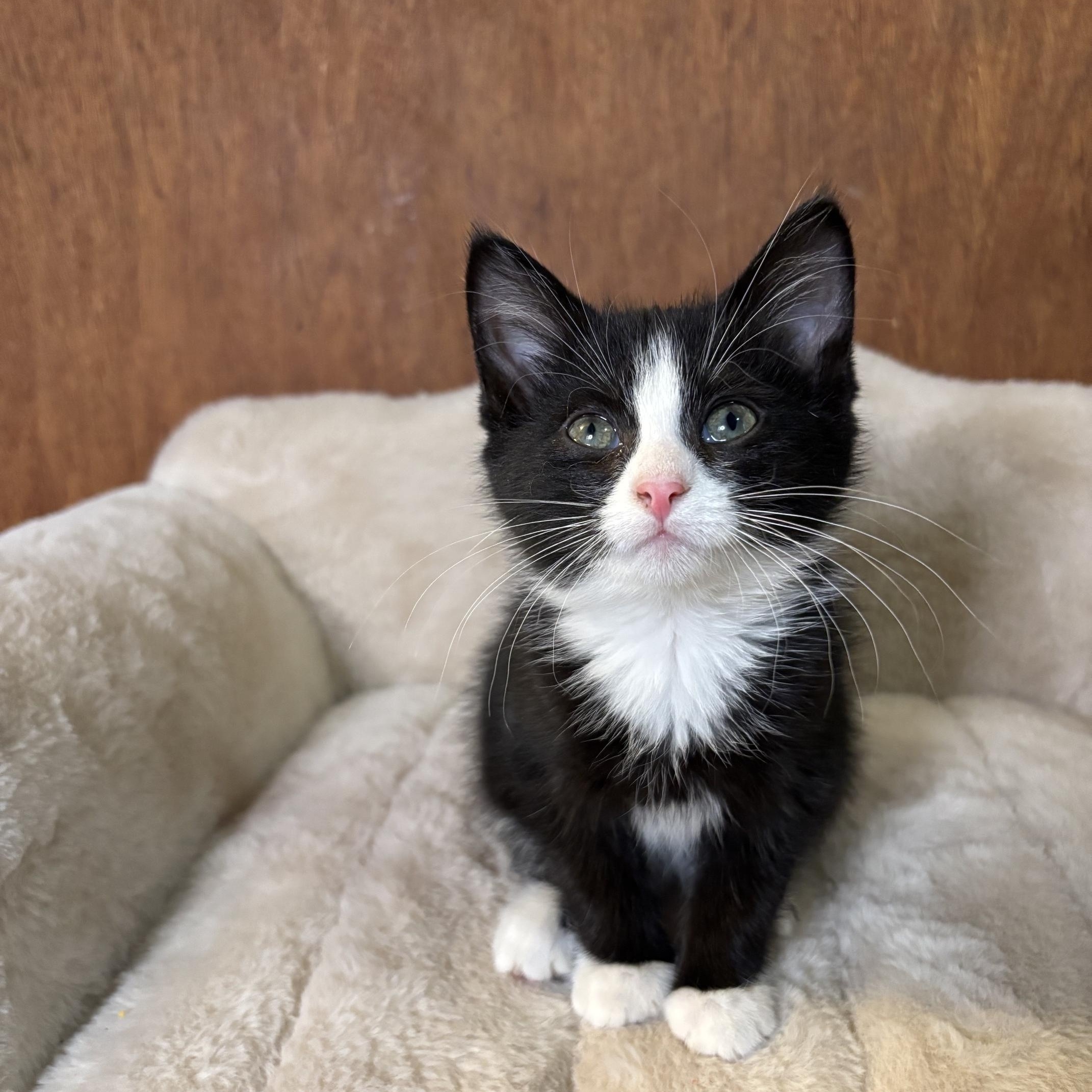 Enlarge Beetle Juice, a Adoptable Domestic Short Hair in Cleveland, OH image 1/3