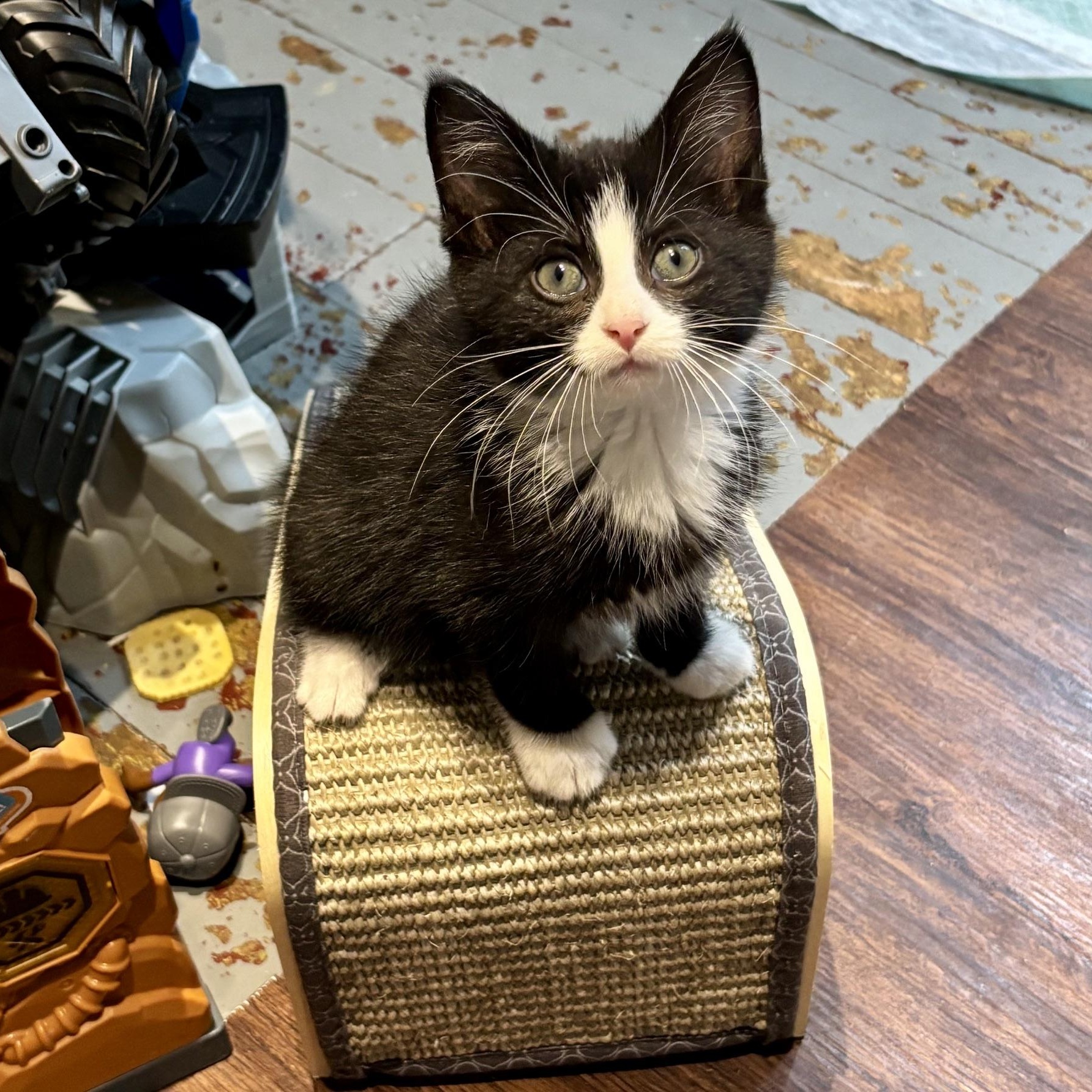 Enlarge Beetle Juice, a Adoptable Domestic Short Hair in Cleveland, OH image 3/3