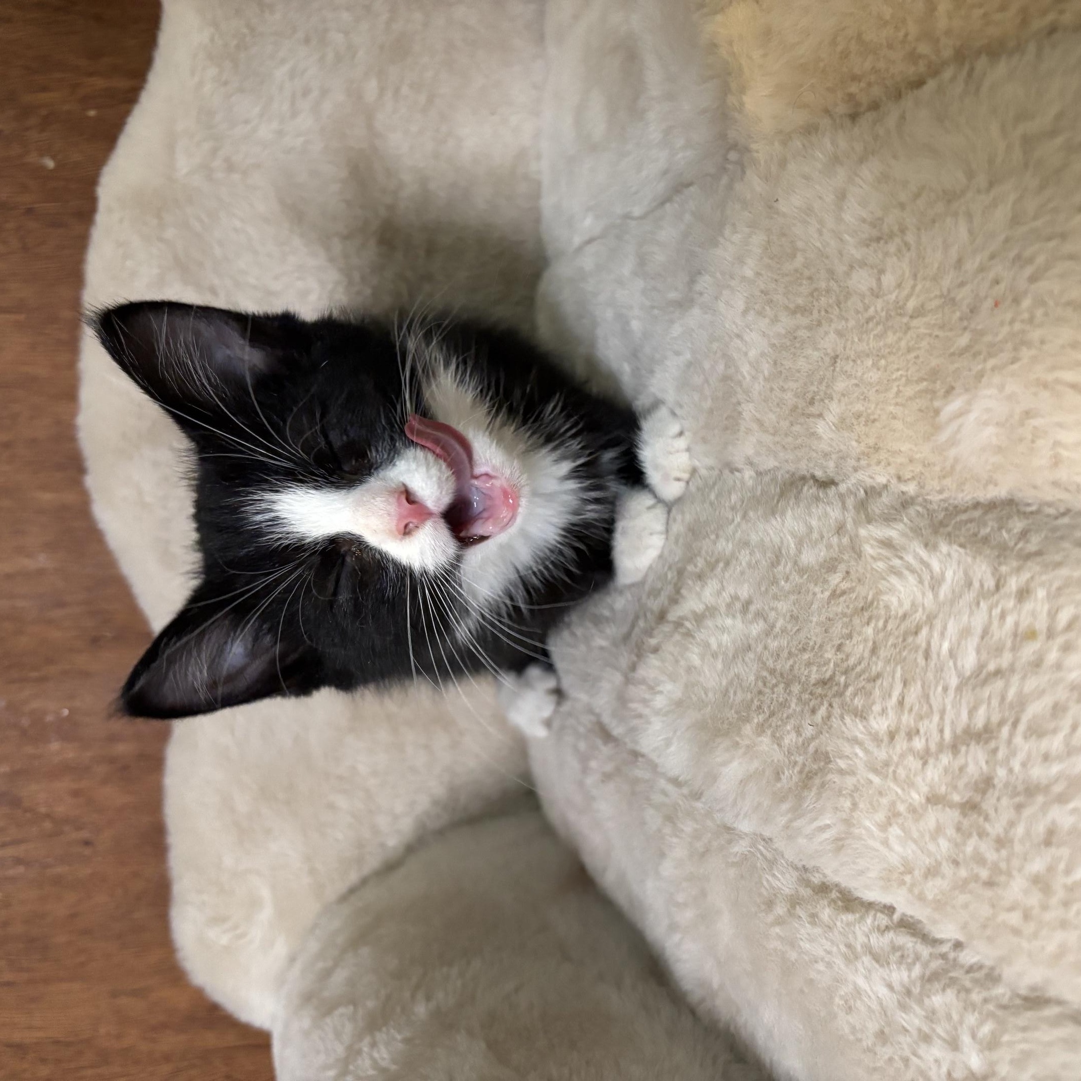 Enlarge Beetle Juice, a Adoptable Domestic Short Hair in Cleveland, OH image 2/3