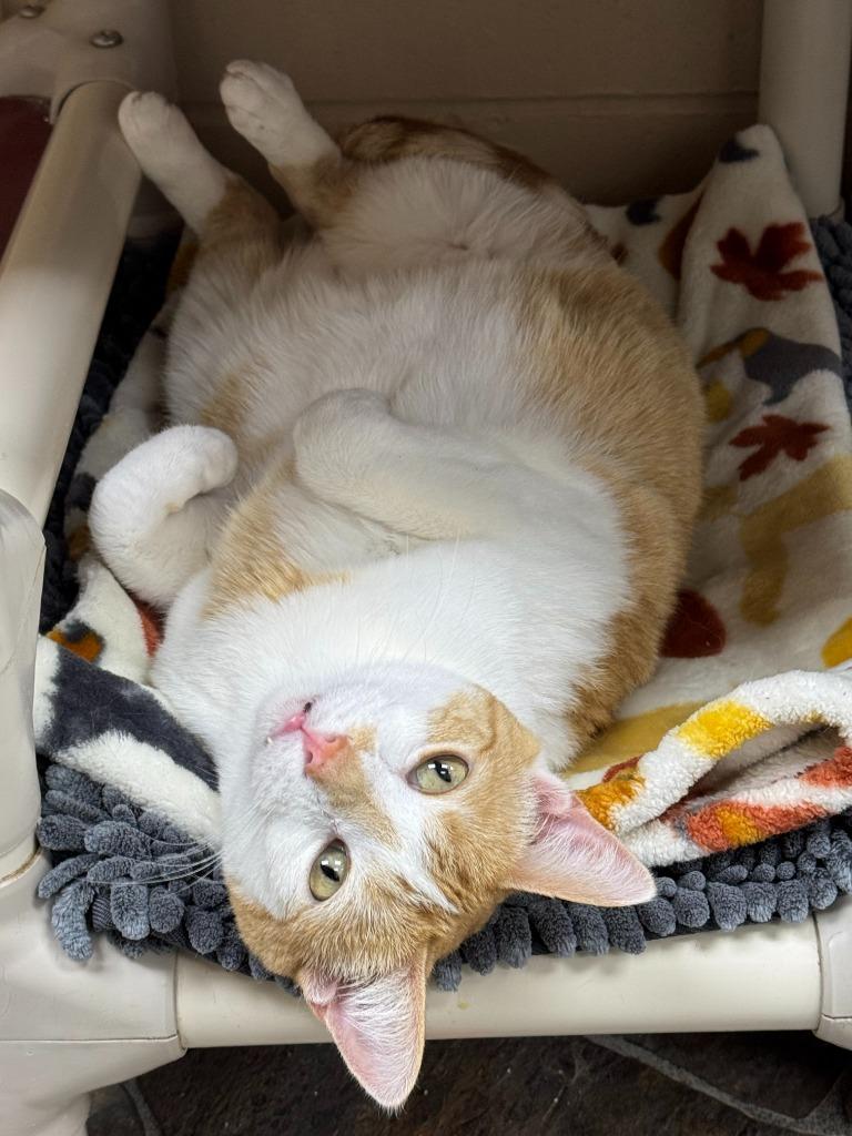 Enlarge Macaroni, a Adoptable mixed breed in Shorewood, IL image 4/6