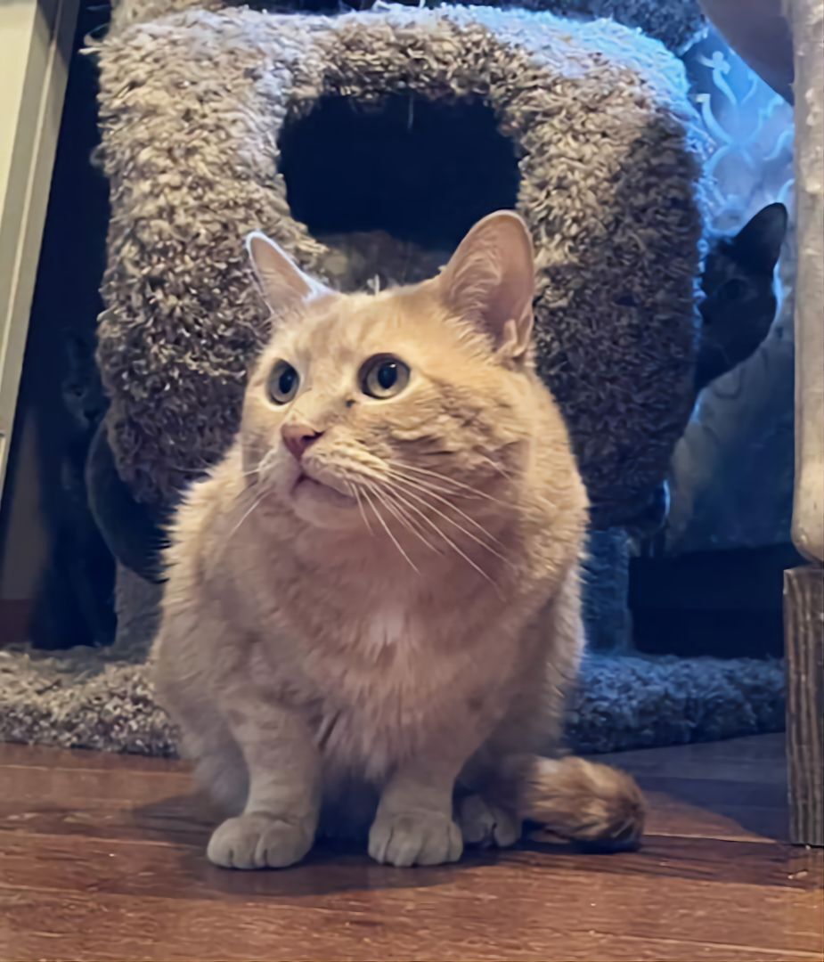 Enlarge Garfield FIV+, a Adoptable Domestic Short Hair in Warwick, RI image 8/12