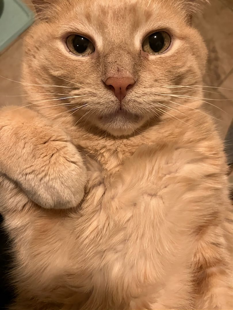 Enlarge Garfield FIV+, a Adoptable Domestic Short Hair in Warwick, RI image 11/12