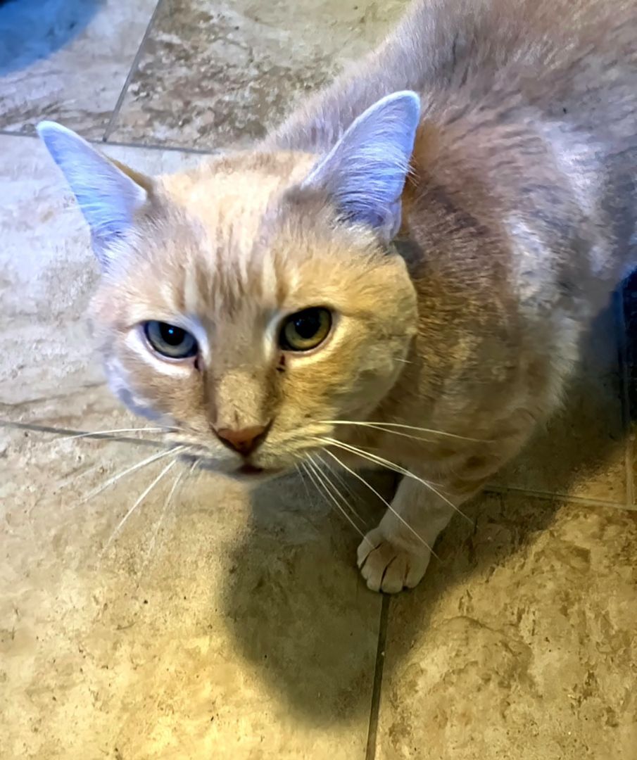 Enlarge Garfield FIV+, a Adoptable Domestic Short Hair in Warwick, RI image 12/12