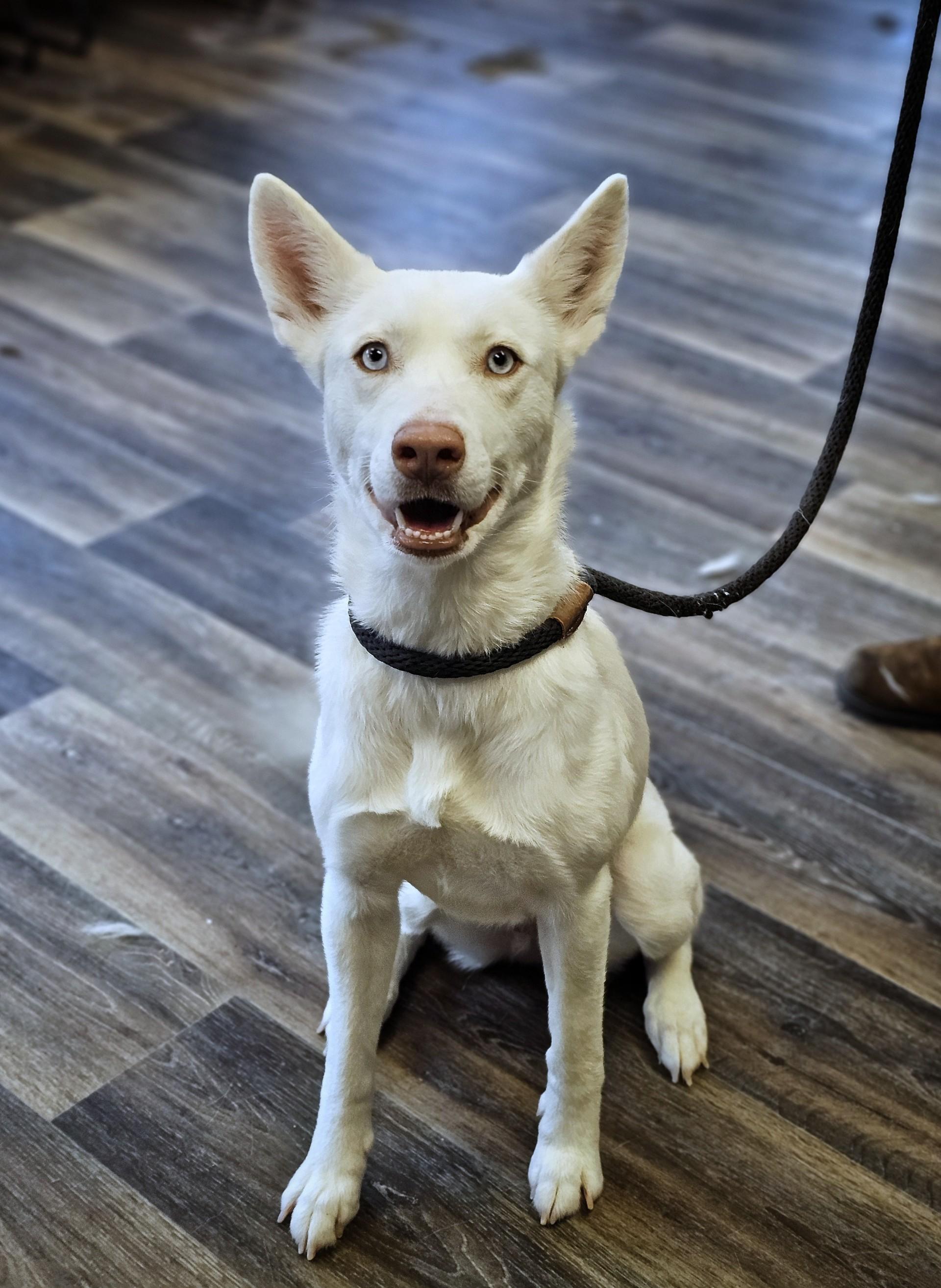 Powder, ADOPTABLE, Adult Female Husky.
