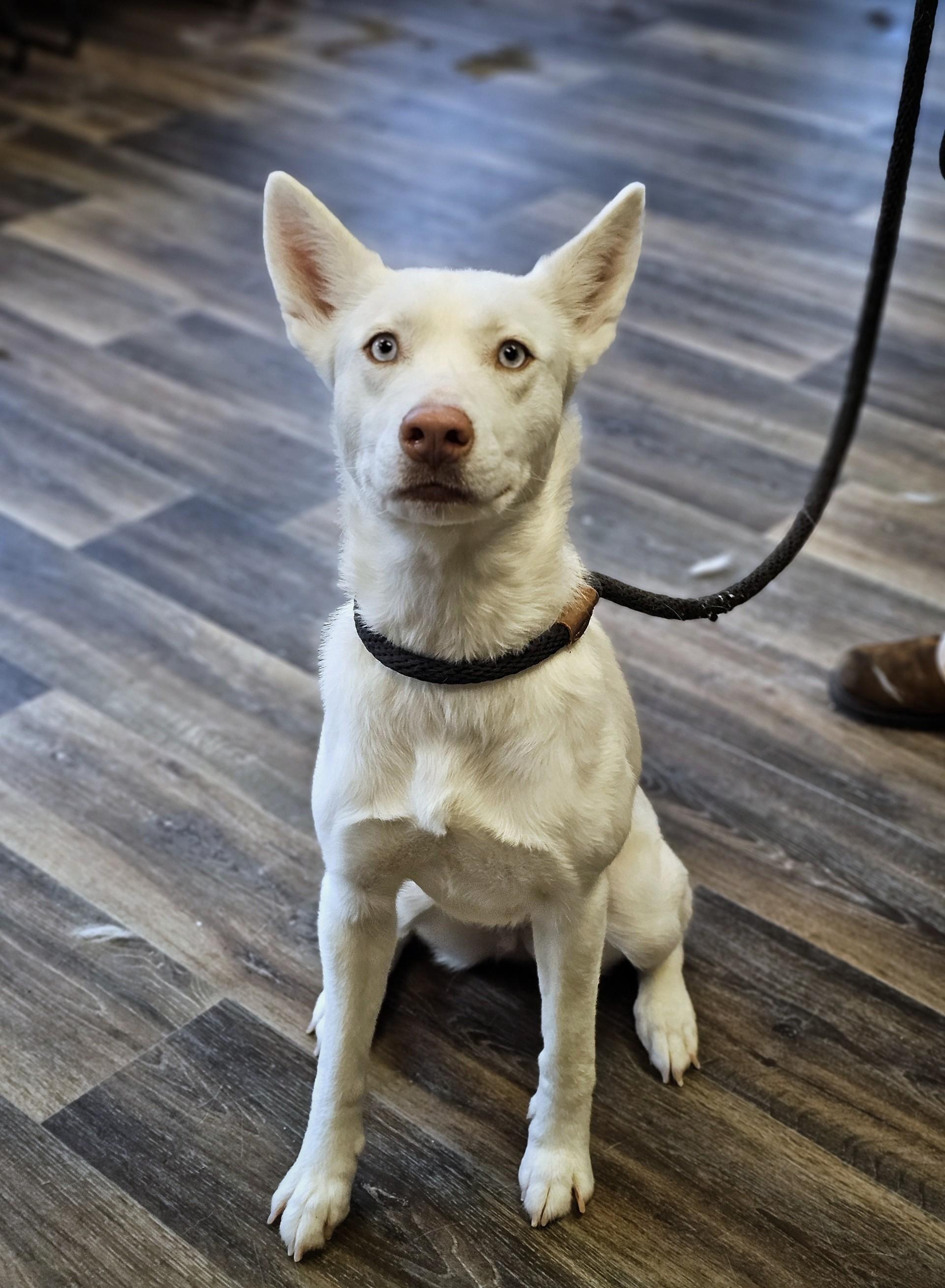 Powder, a ADOPTABLE Husky in Bay City, MI image 3/3