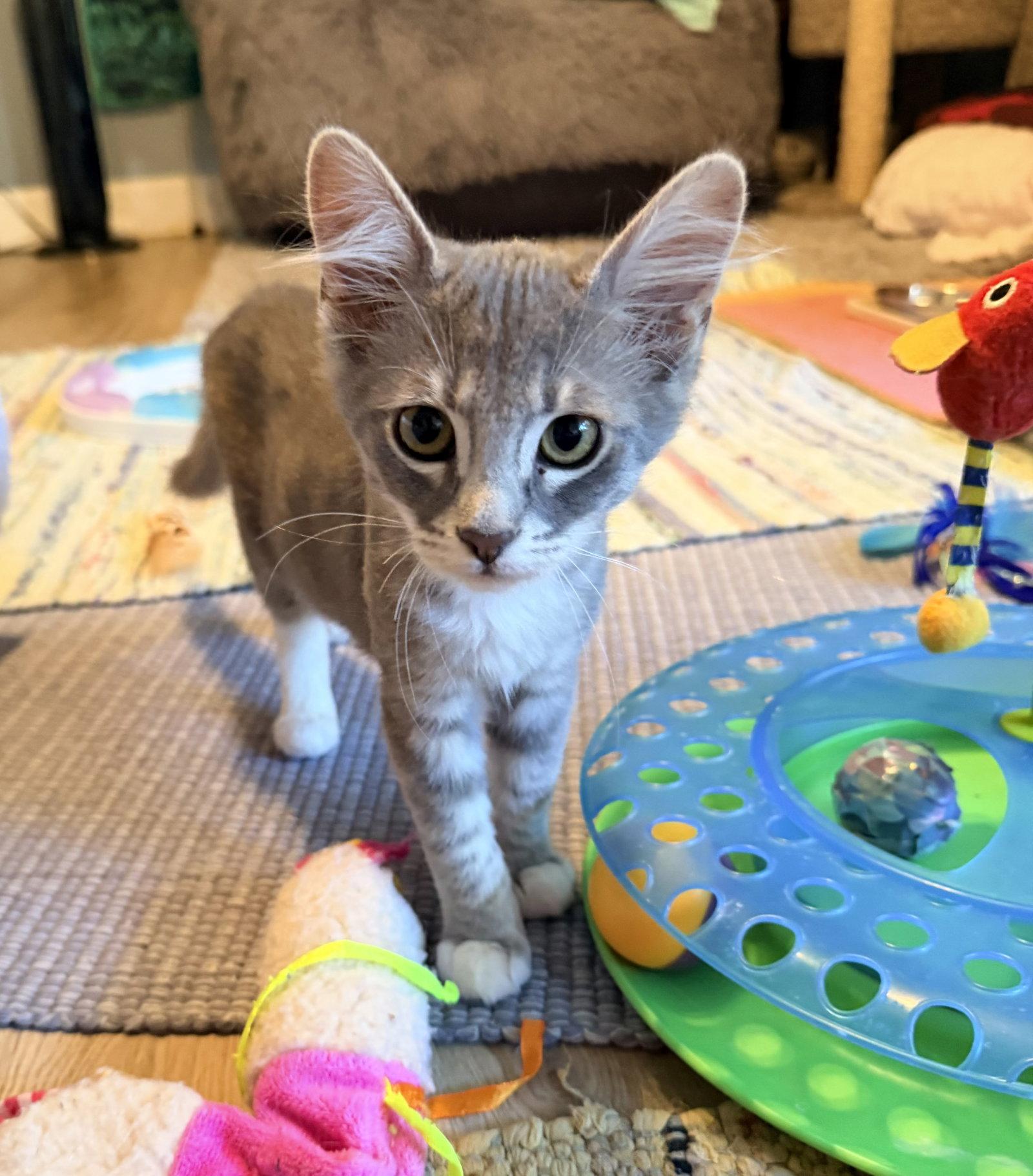 Allie, Adoptable, Young Female Domestic Medium Hair.