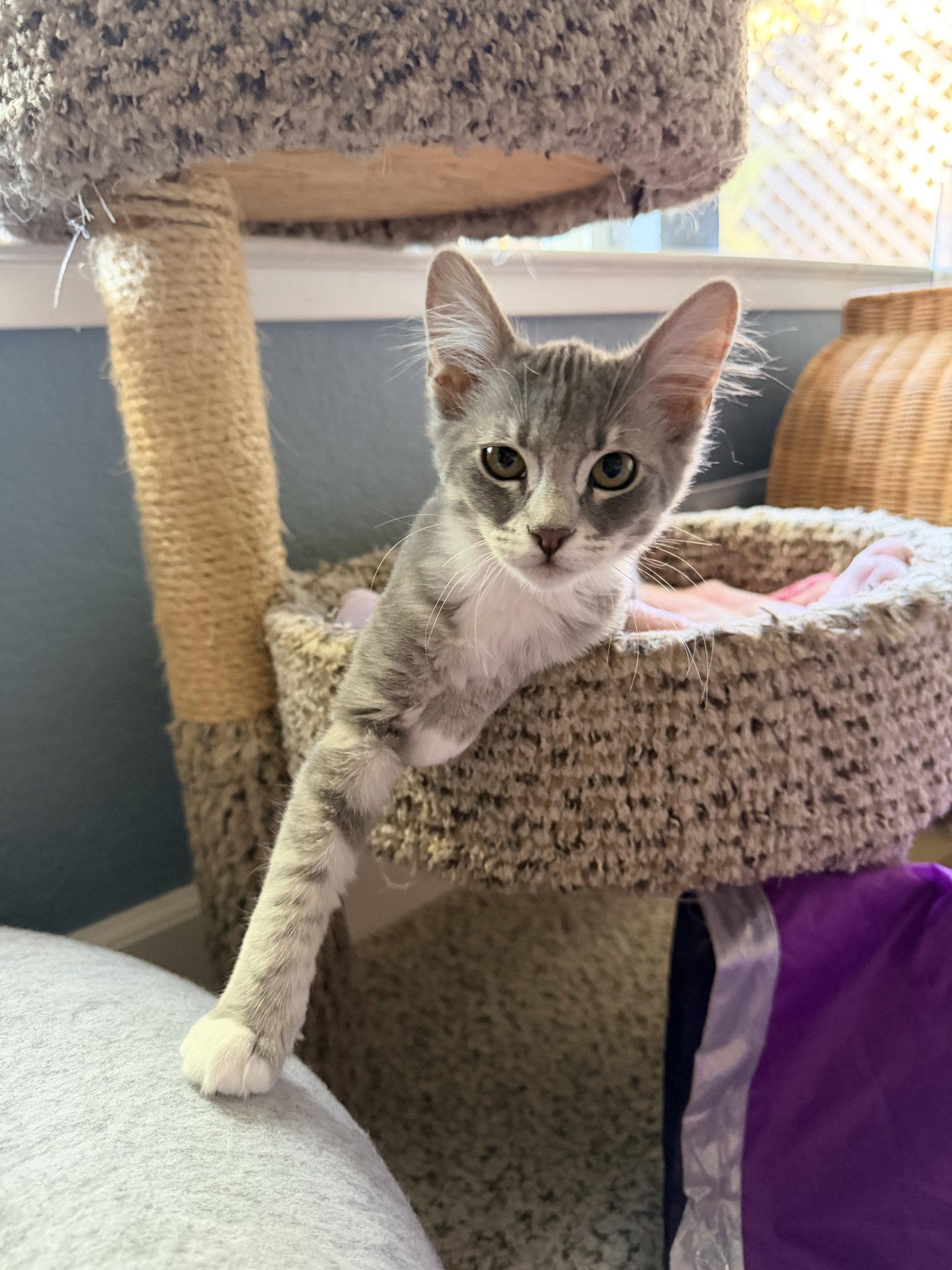 Enlarge Allie, a Adoptable Domestic Medium Hair in Davis, CA image 2/3