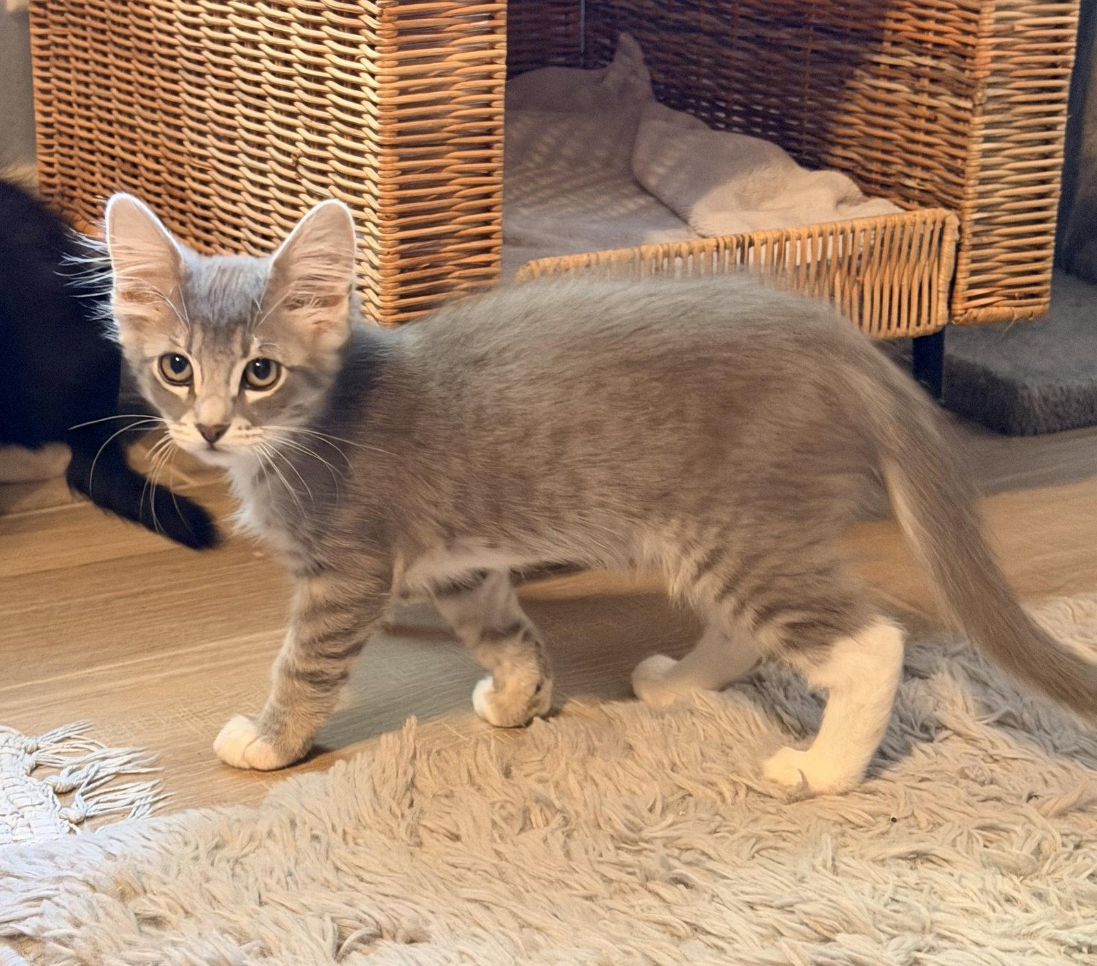 Enlarge Allie, a Adoptable Domestic Medium Hair in Davis, CA image 3/3