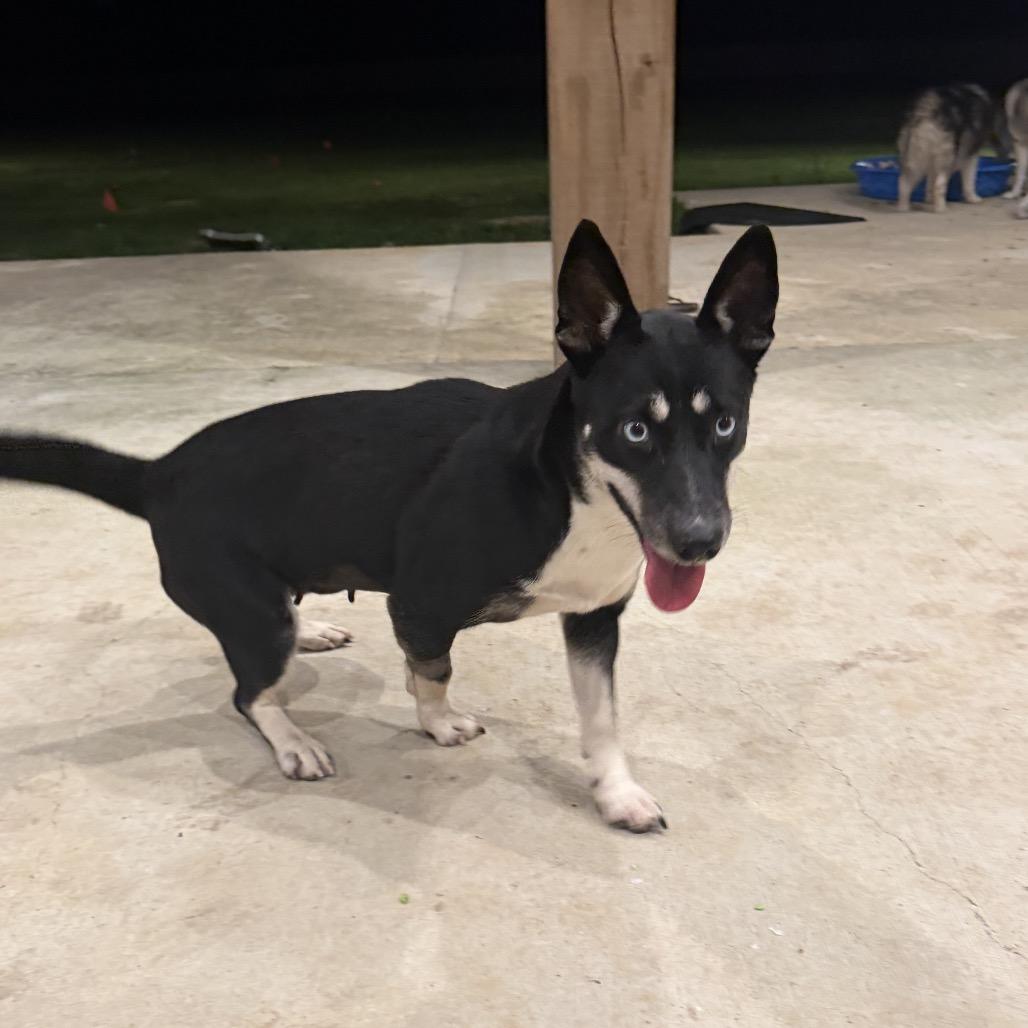 Sasha, Adoptable, Adult Female Australian Kelpie & Corgi.