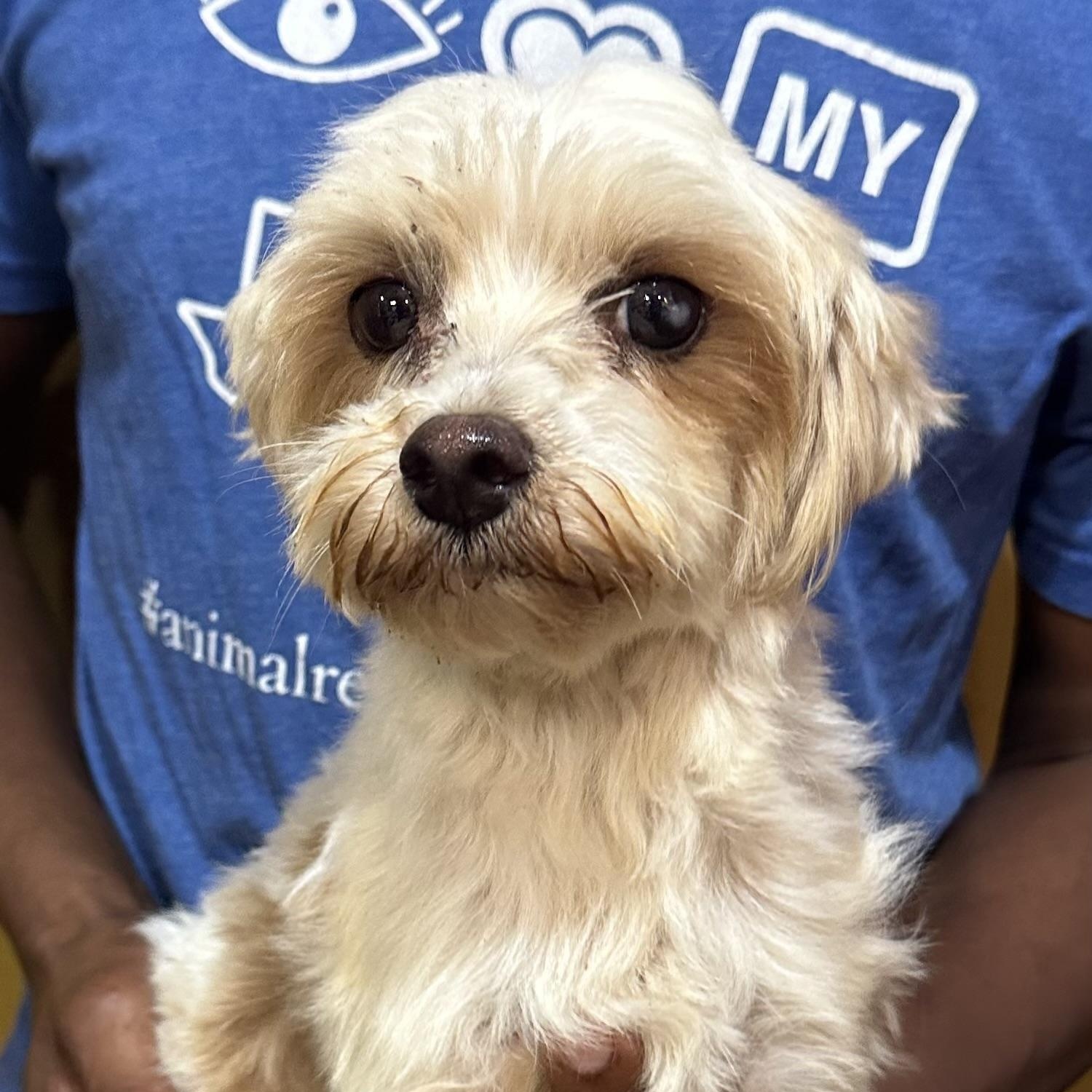 Flower - Local July 17-19, adopted, Adult Female Poodle & Rat Terrier.