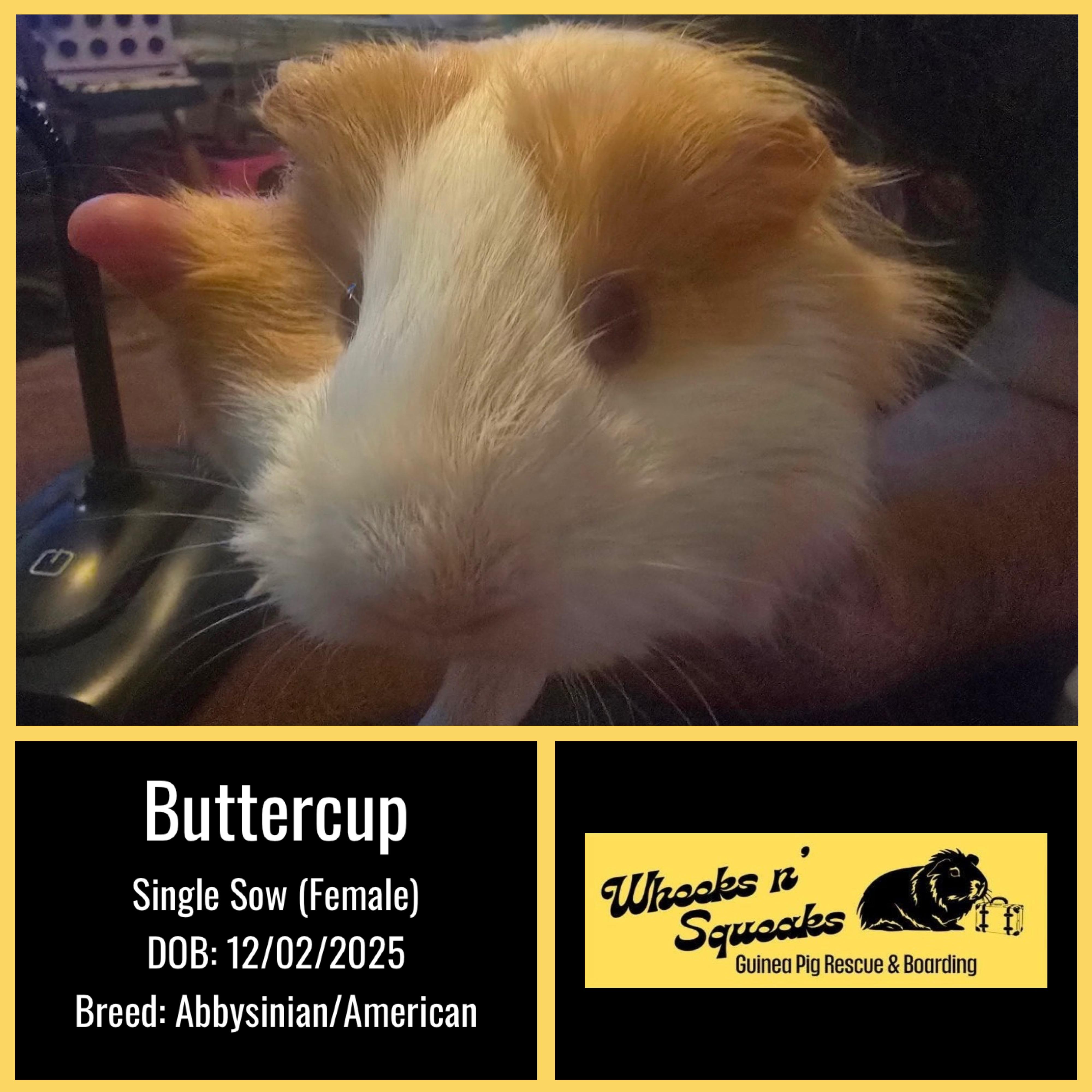 Buttercup, a ADOPTABLE mixed breed in Phoenix, AZ image 1/2