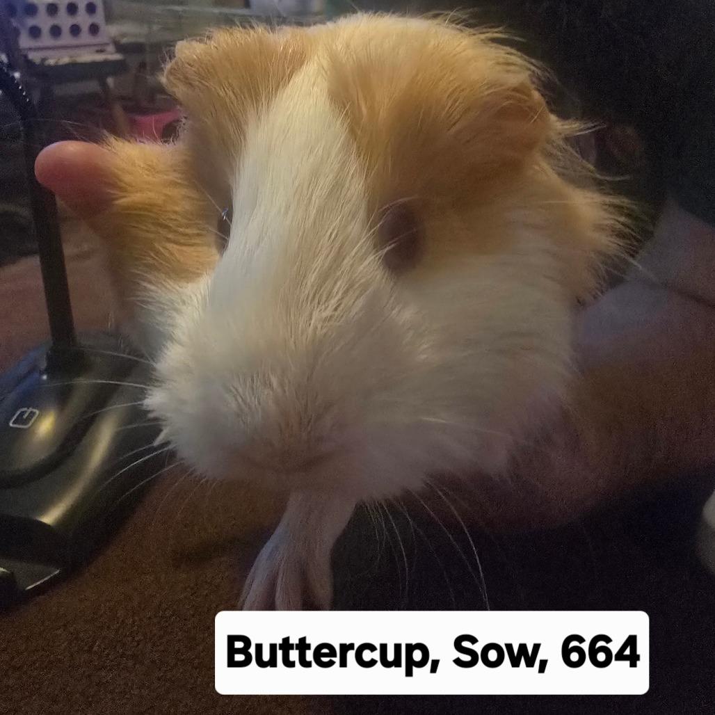 Buttercup, a ADOPTABLE mixed breed in Phoenix, AZ image 2/2