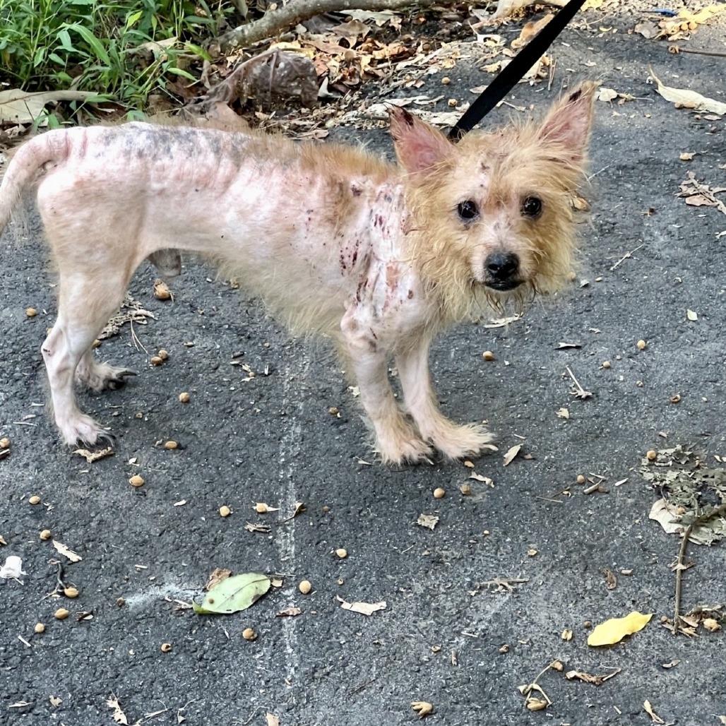 Possum 09-2017, Adoptable, Adult Male Yorkshire Terrier & Mixed Breed.