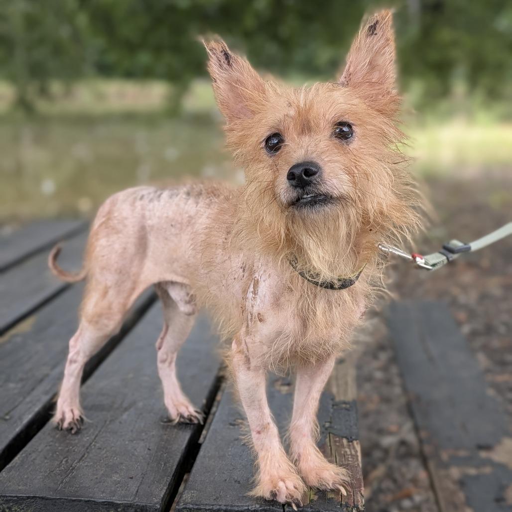 Enlarge Possum 09-2017, a Adoptable mixed breed in Tyrone, GA image 2/2