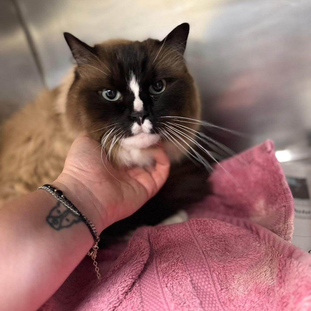 Enlarge Hei Hei, an adopted mixed breed in Medford, NJ image 4/4