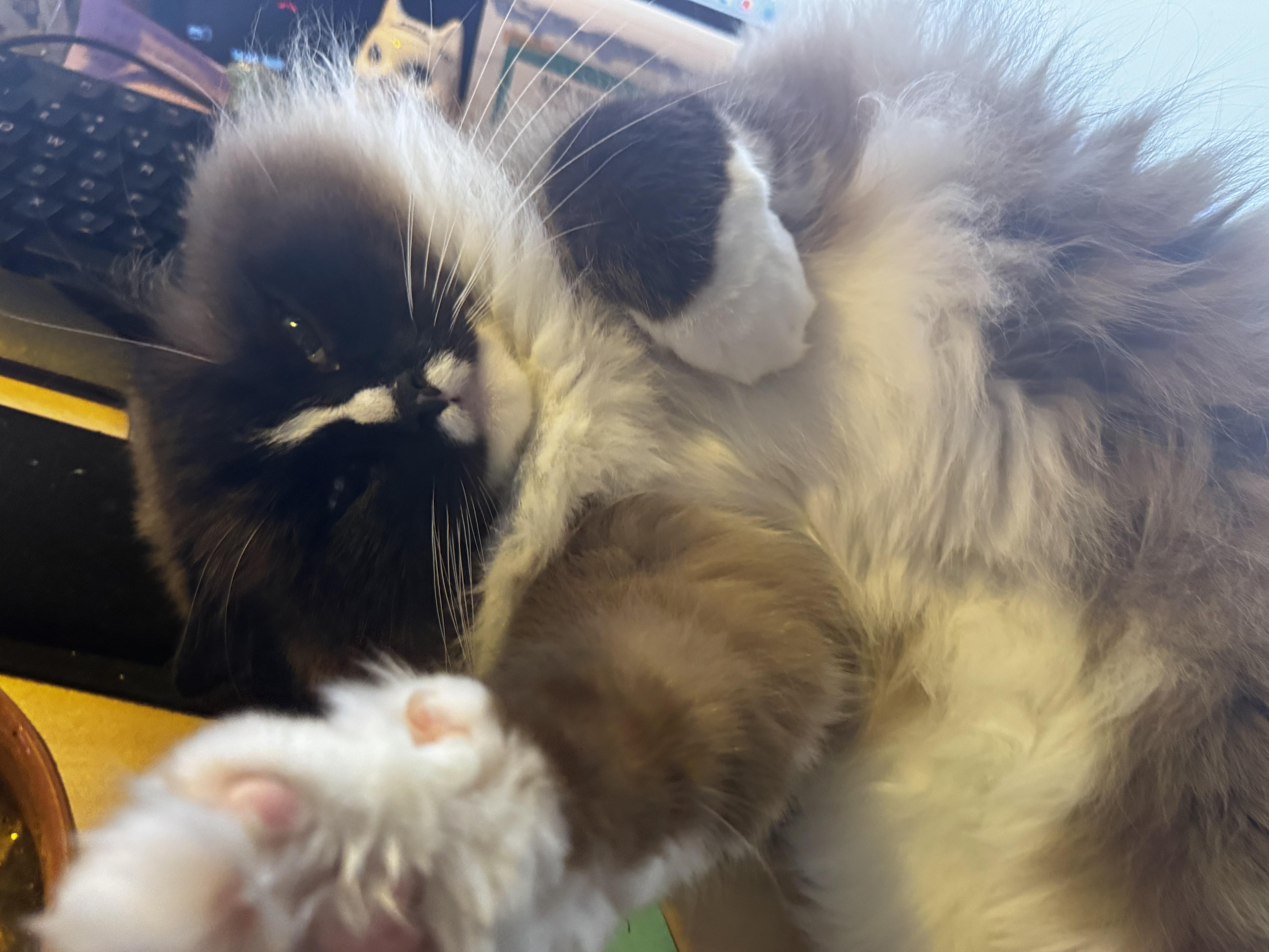 Enlarge Hei Hei, an adopted mixed breed in Medford, NJ image 2/4