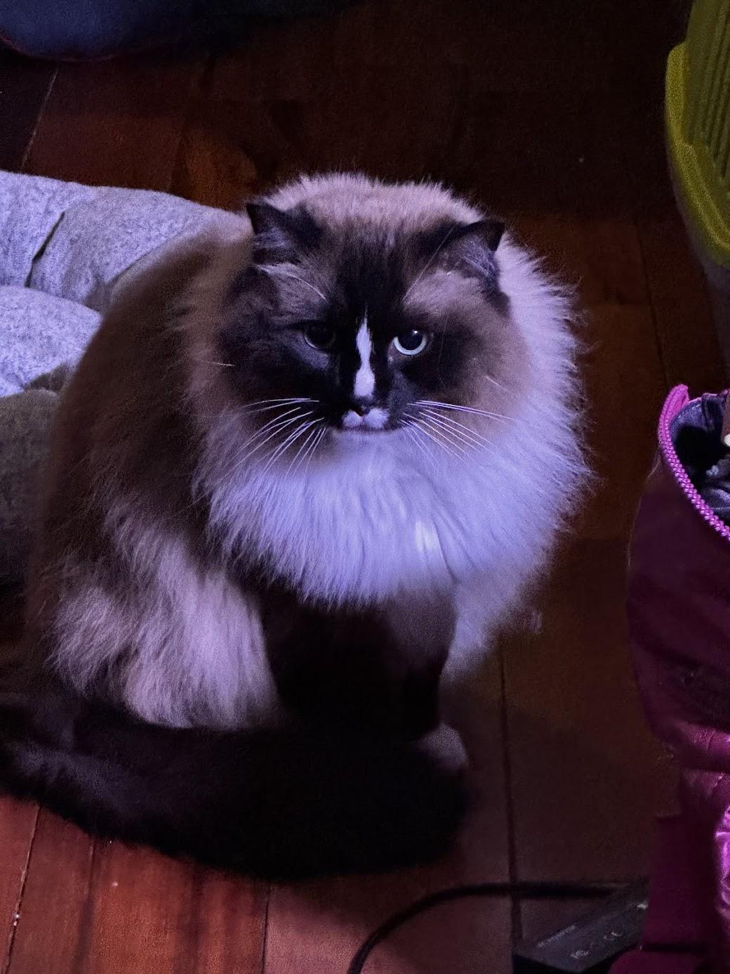 Enlarge Hei Hei, an adopted mixed breed in Medford, NJ image 3/4