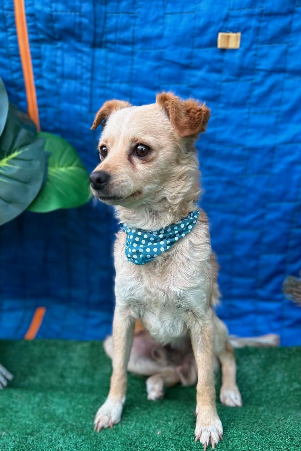 SANTY, a ADOPTABLE mixed breed in Rowland Heights, CA image 2/4