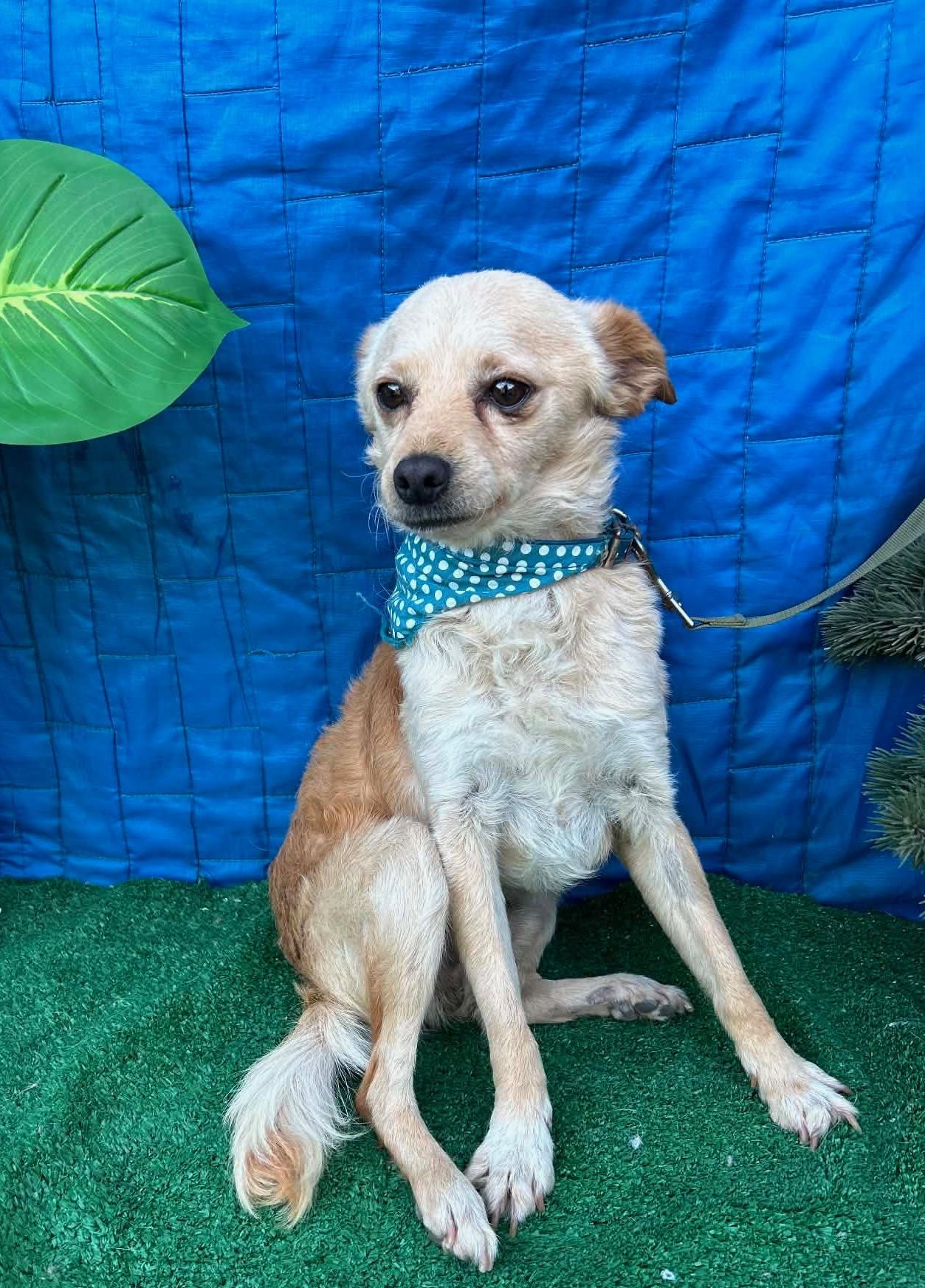 SANTY, a ADOPTABLE mixed breed in Rowland Heights, CA image 3/4