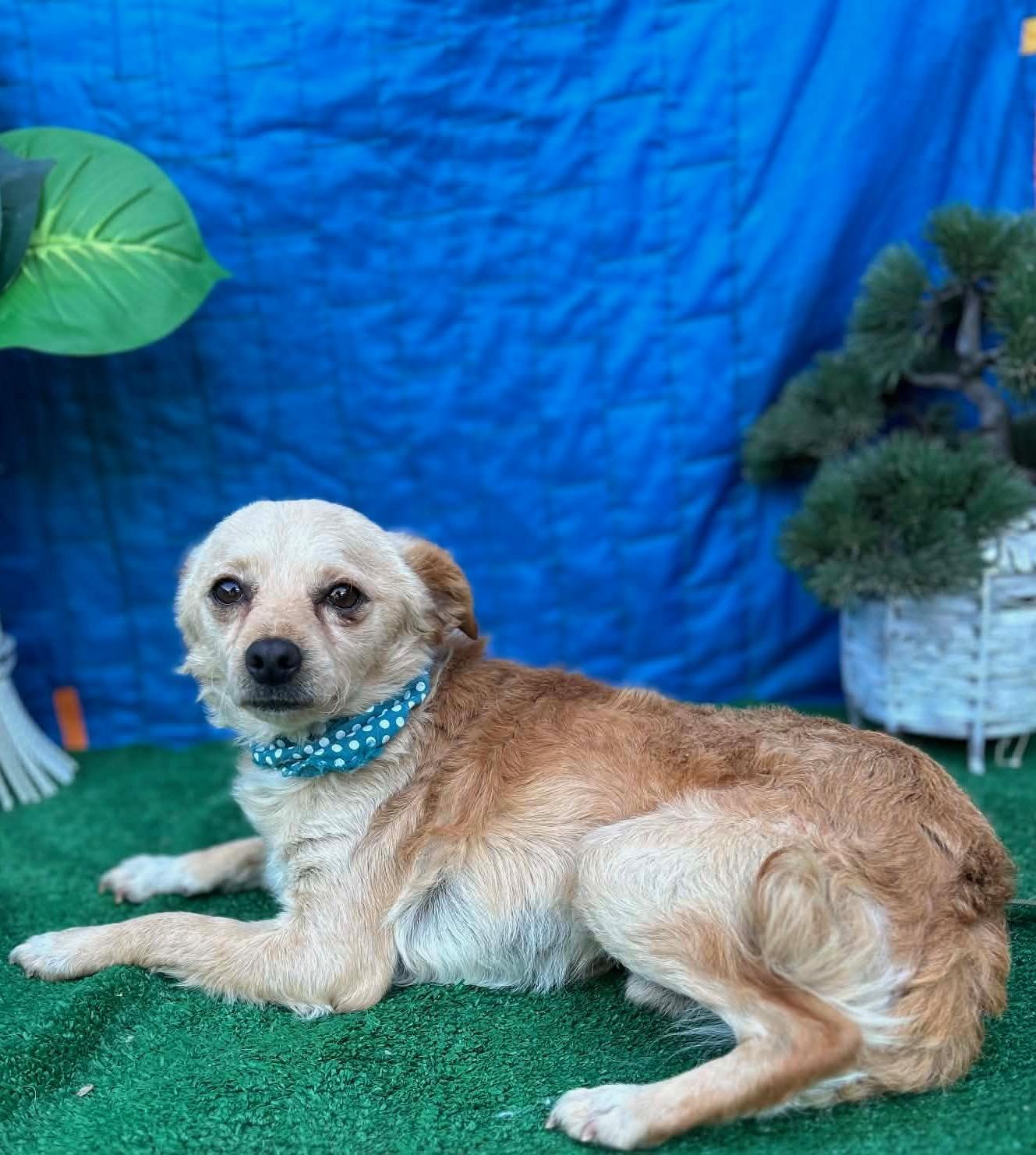 SANTY, a ADOPTABLE mixed breed in Rowland Heights, CA image 4/4