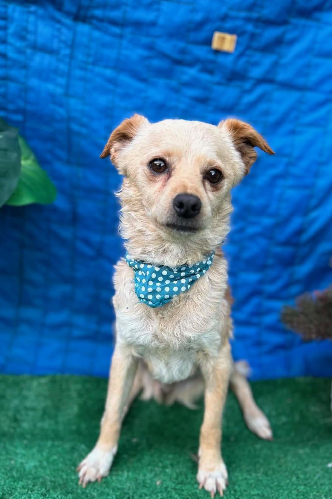 SANTY, a ADOPTABLE mixed breed in Rowland Heights, CA image 1/4