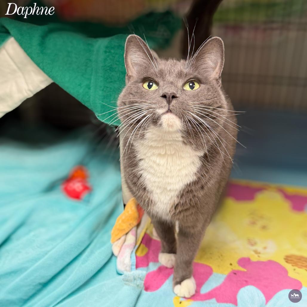 Daphne, Adoptable, Senior Female Domestic Short Hair.