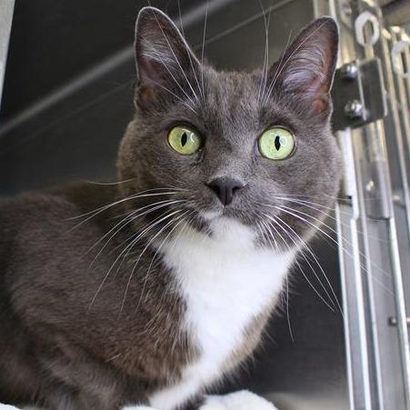 Enlarge Daphne, a Adoptable Domestic Short Hair in Hopkinton, MA image 2/2