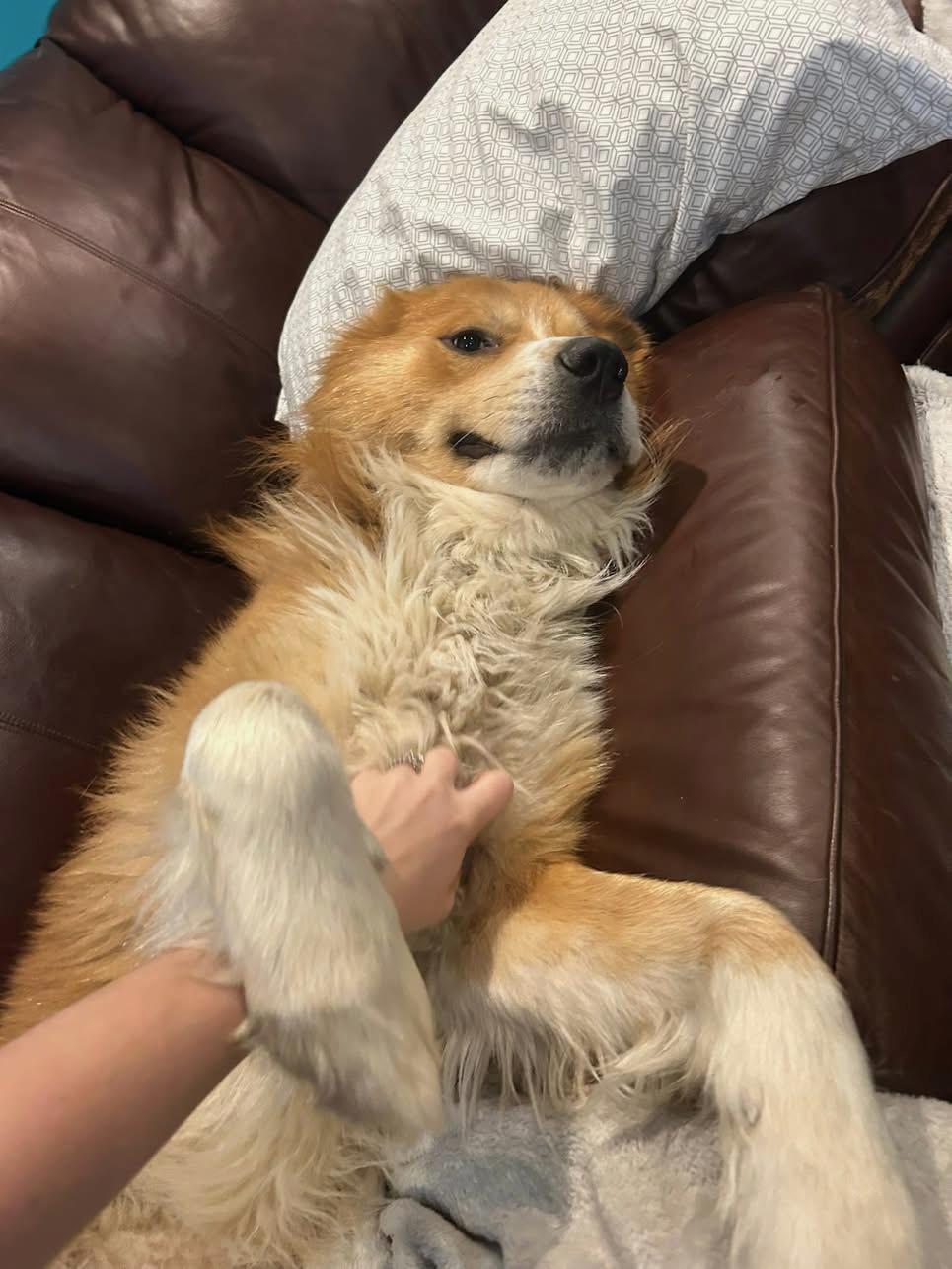 Enlarge Denver, a Adoptable Mixed Breed in Miamitown, OH image 3/4