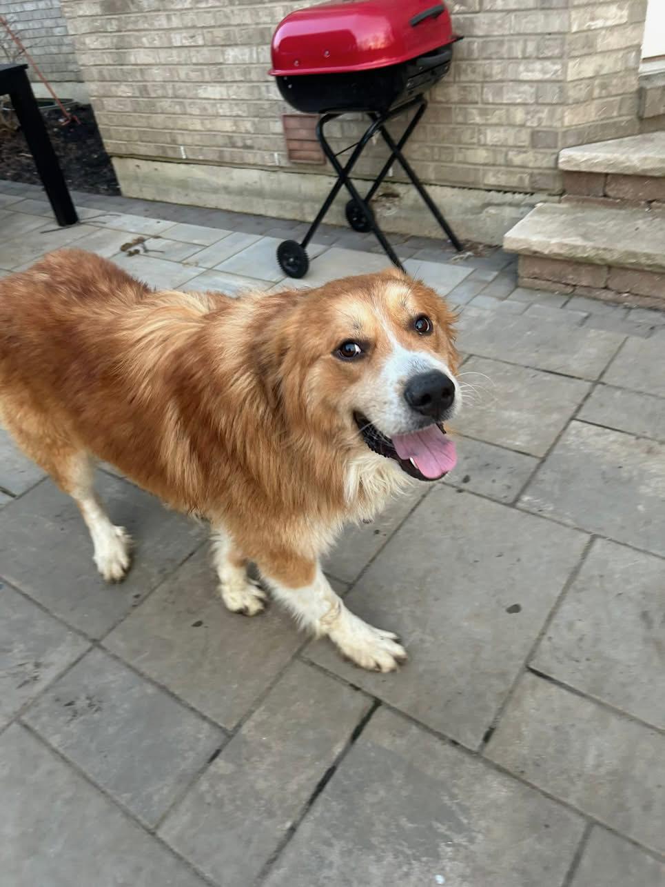 Enlarge Denver, a Adoptable Mixed Breed in Miamitown, OH image 4/4