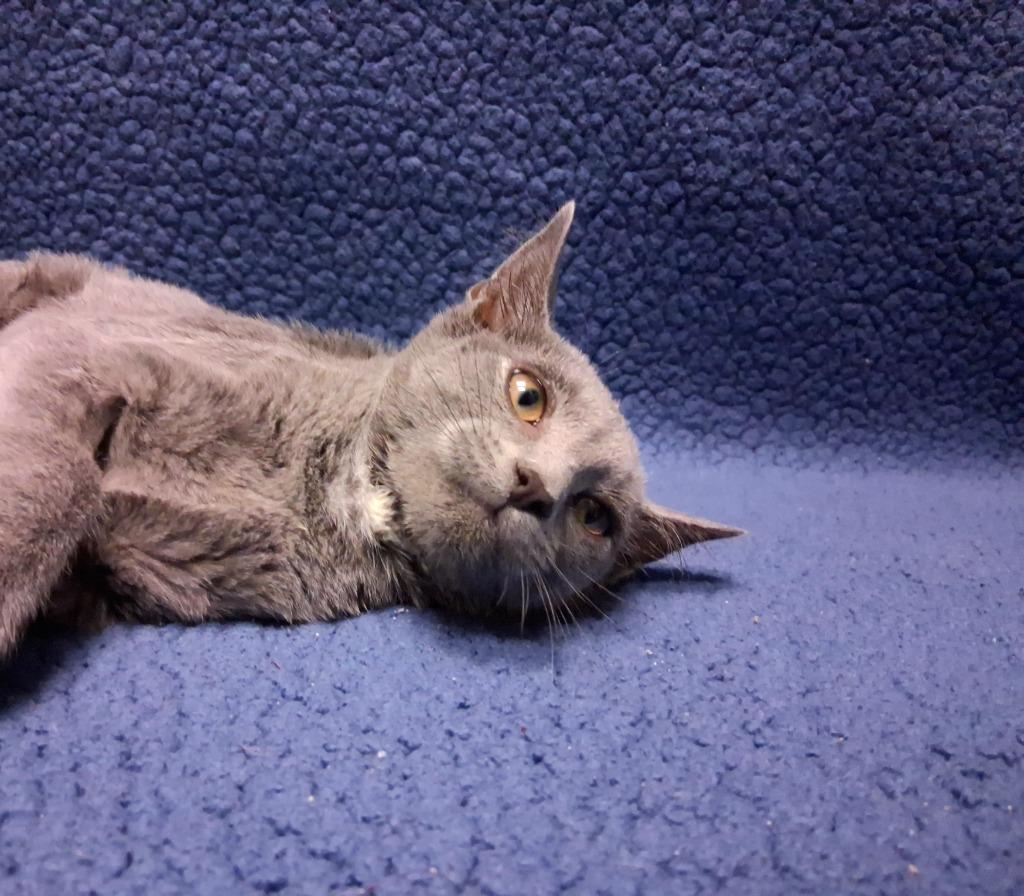 Enlarge JORDAN, a Adoptable mixed breed in Wintersville, OH image 2/3