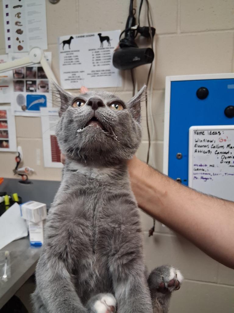 Enlarge JORDAN, a Adoptable mixed breed in Wintersville, OH image 3/3