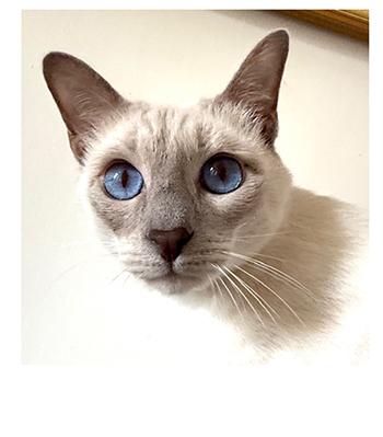 Enzo, Adoptable, Adult Male Siamese.