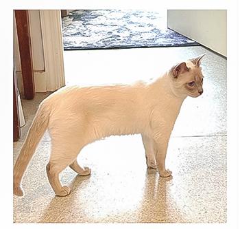 Enlarge Enzo, a Adoptable Siamese in Davis, CA image 2/3