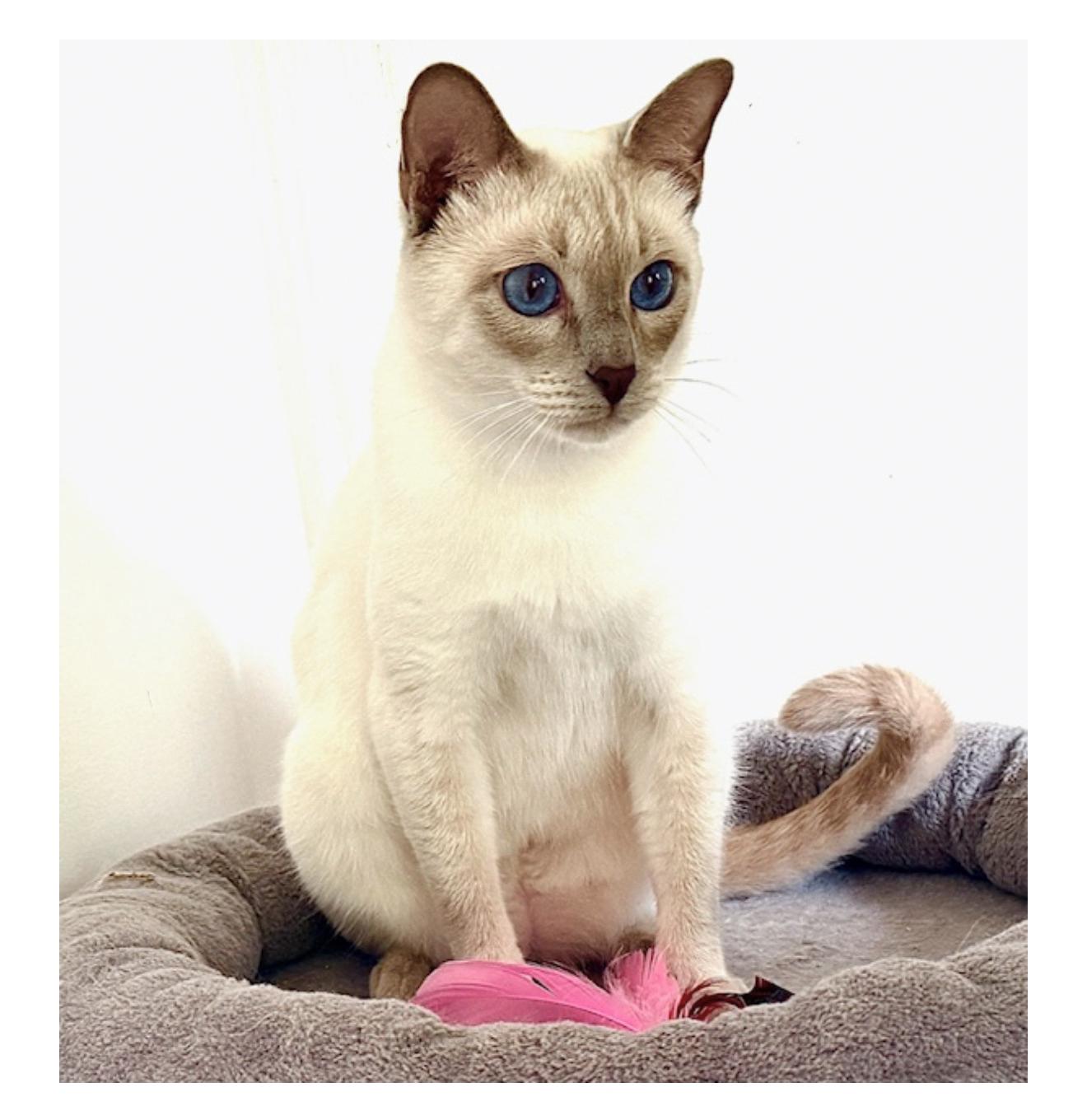 Enlarge Enzo, a Adoptable Siamese in Davis, CA image 3/3