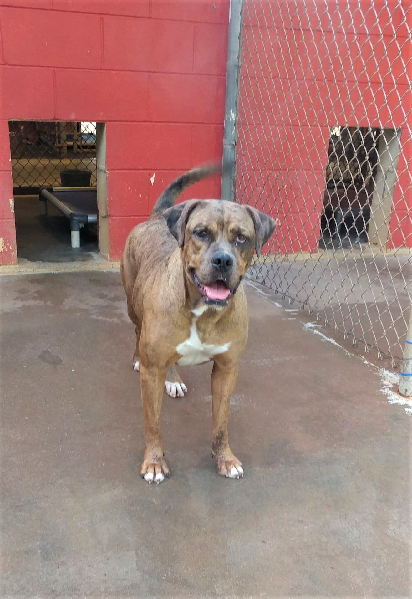Cachet, a Adoptable mixed breed in Ozark, AL image 1/10