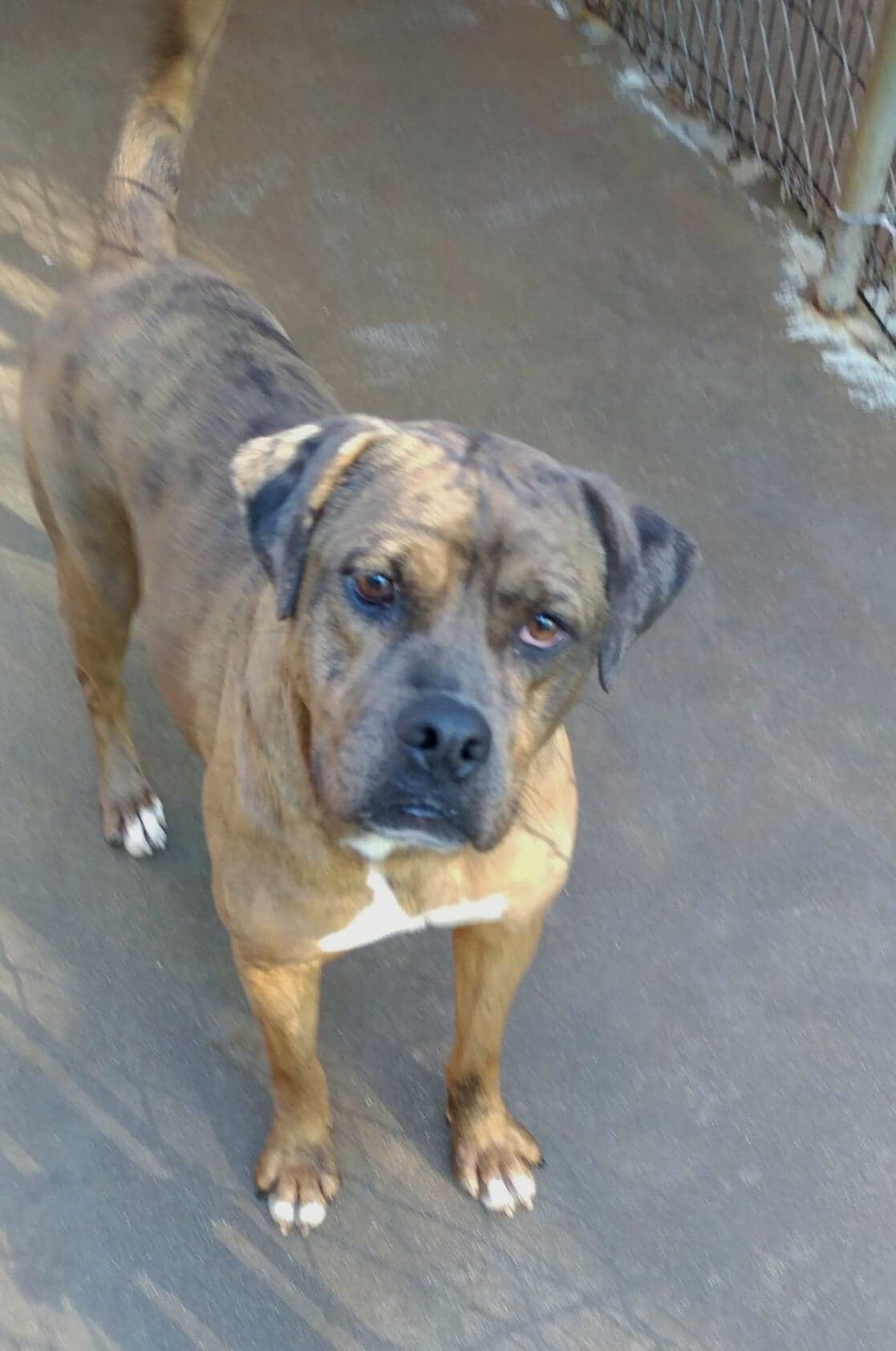 Cachet, a Adoptable mixed breed in Ozark, AL image 2/10