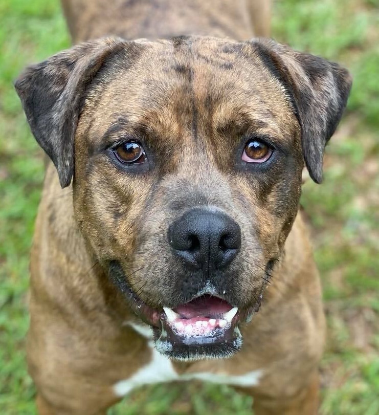 Cachet, a Adoptable mixed breed in Ozark, AL image 3/10