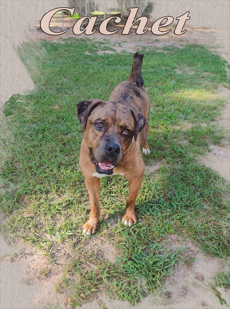 Cachet, a Adoptable mixed breed in Ozark, AL image 4/10