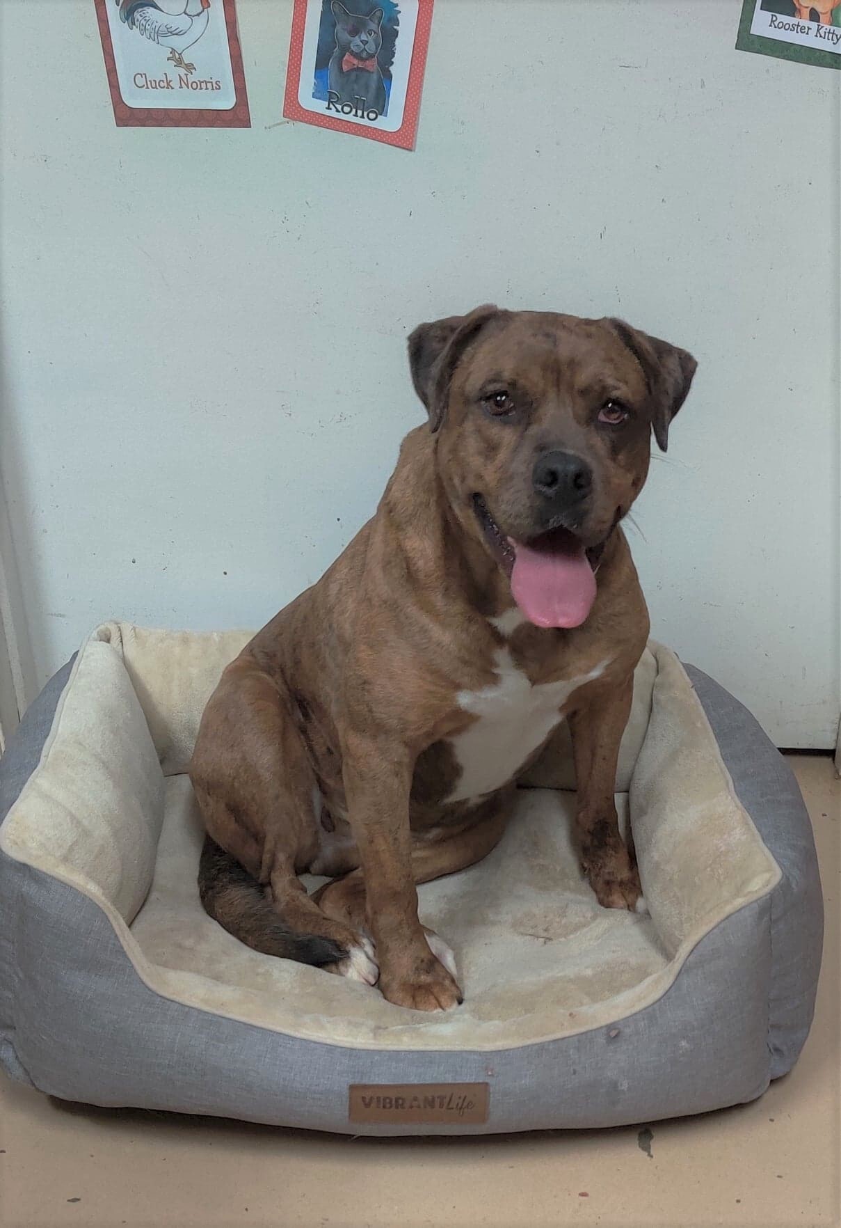 Cachet, a Adoptable mixed breed in Ozark, AL image 5/10