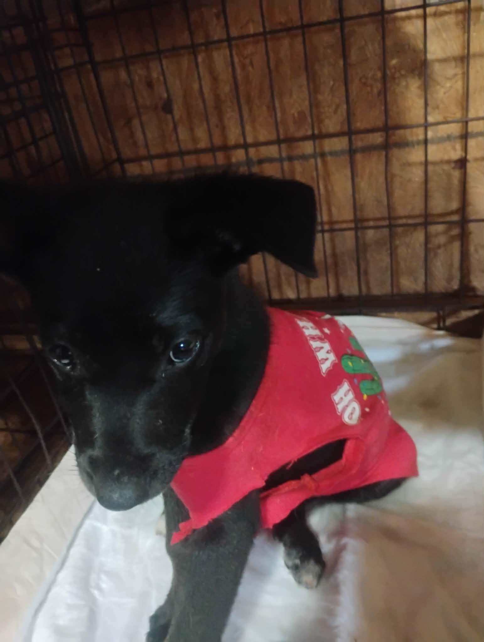 Zena, a ADOPTABLE mixed breed in Paramus, NJ image 5/6