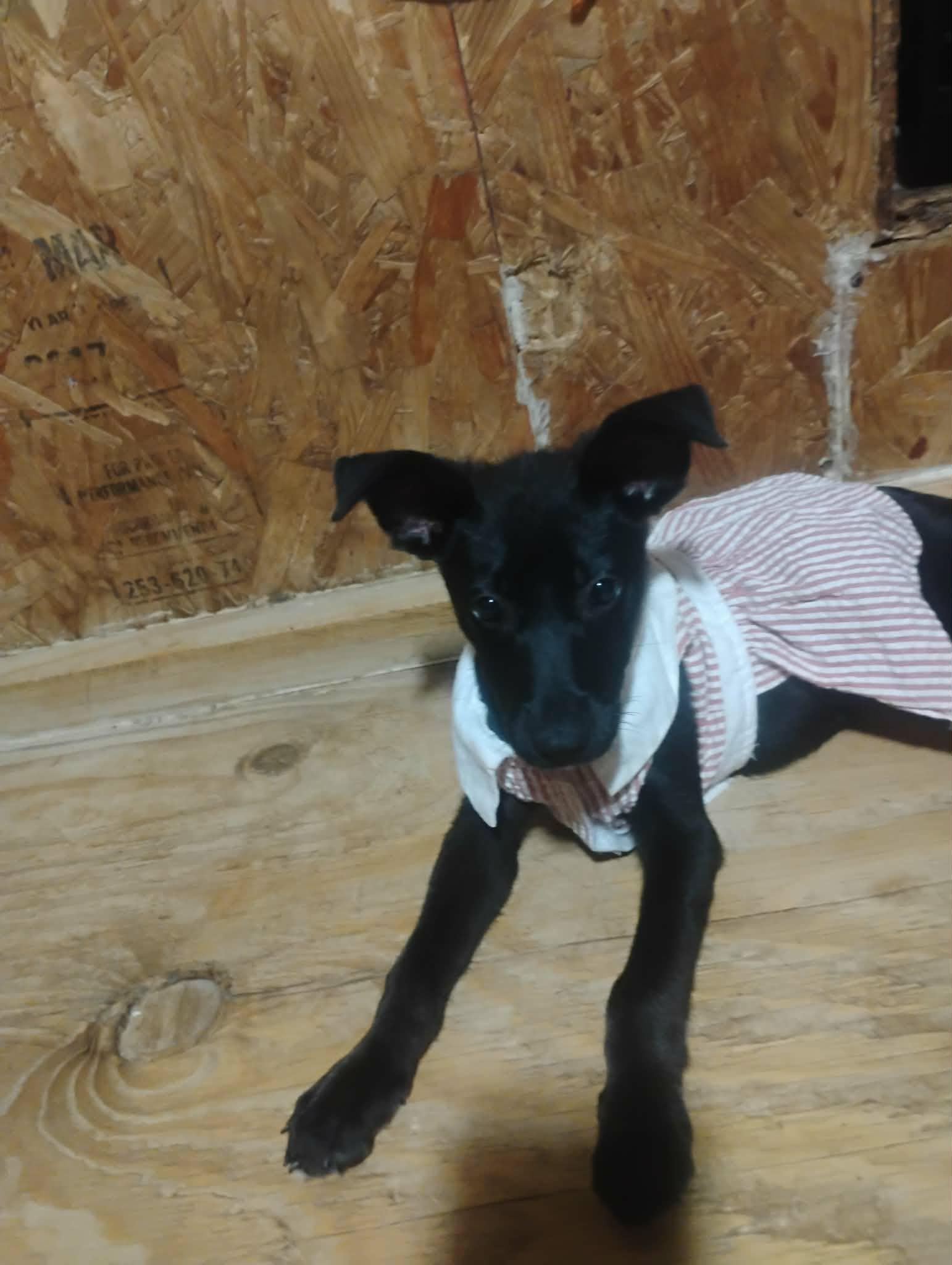 Zena, a ADOPTABLE mixed breed in Paramus, NJ image 3/6