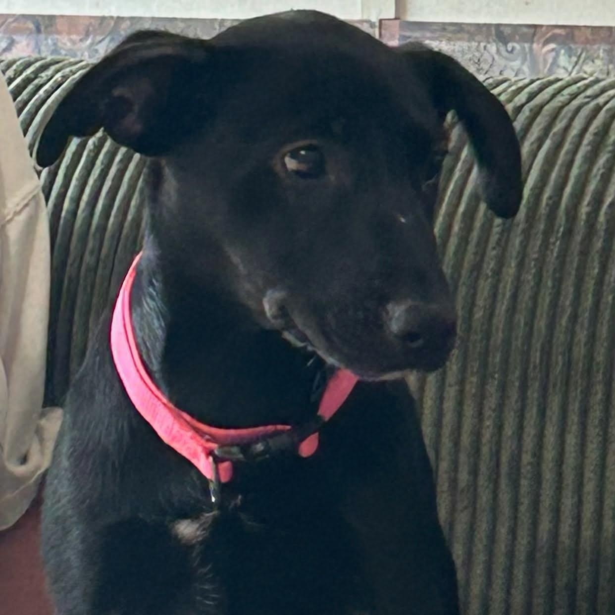 Zena, ADOPTABLE, Puppy Female Mixed Breed.