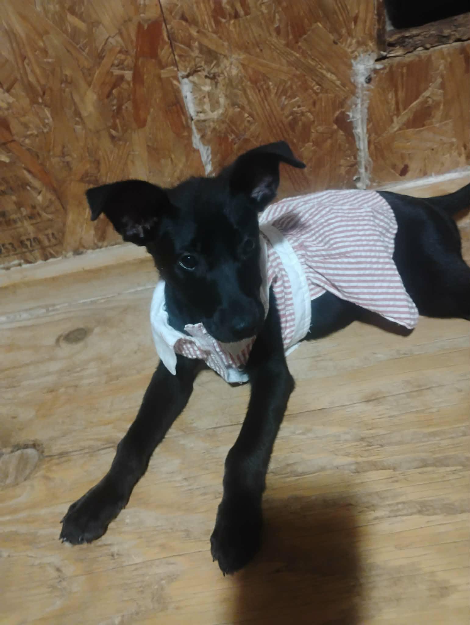 Zena, a ADOPTABLE mixed breed in Paramus, NJ image 4/6