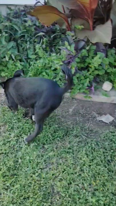 Enlarge Zena, a ADOPTABLE mixed breed in Paramus, NJ video 6/6