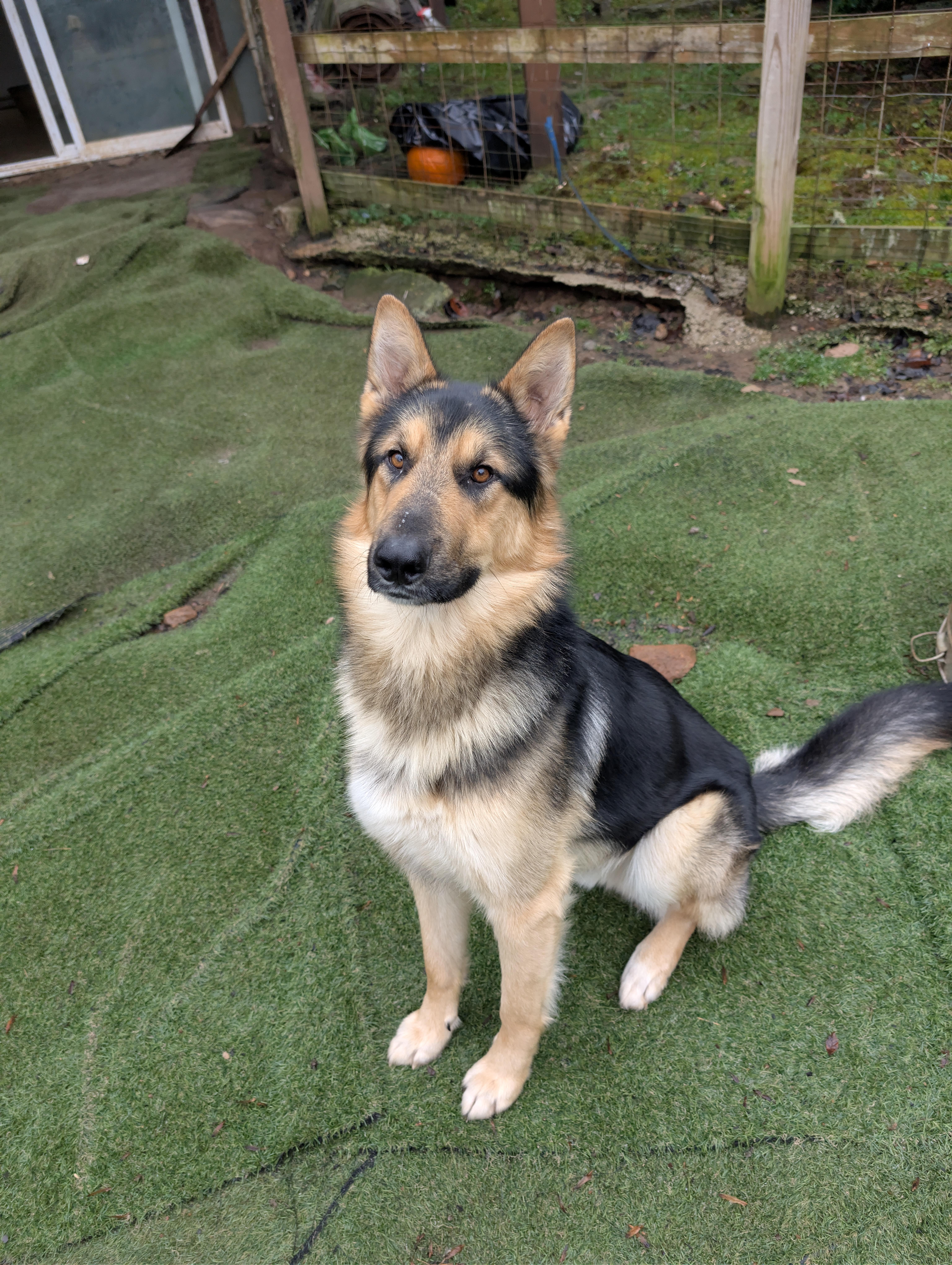 Enlarge Max, a Adoptable German Shepherd Dog in Sylva, NC image 1/2