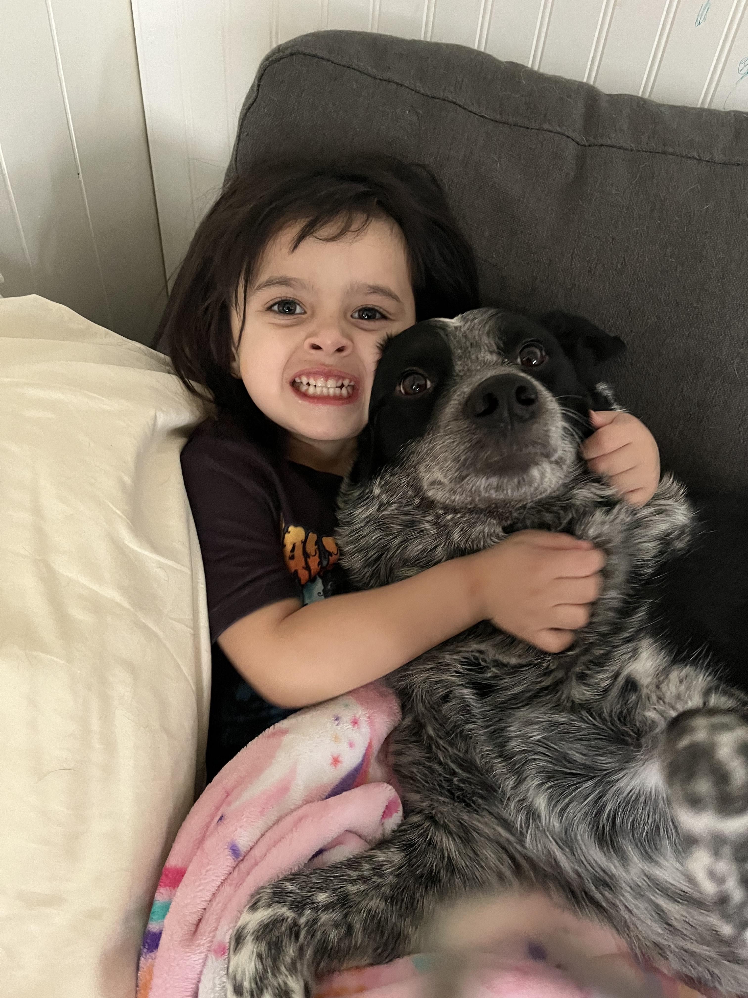 Courtesy Post (Please call the owner directly) ALPHA, Adoptable, Adult Male Australian Cattle Dog / Blue Heeler.