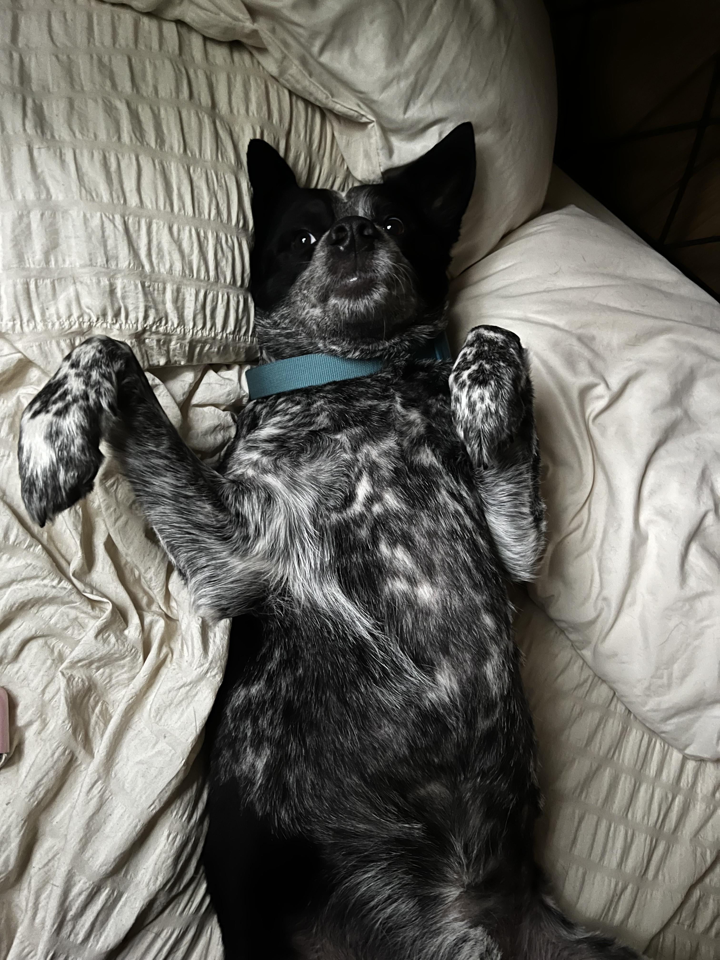 Courtesy Post (Please call the owner directly) ALPHA, a Adoptable Australian Cattle Dog / Blue Heeler in Montrose, CO image 2/5