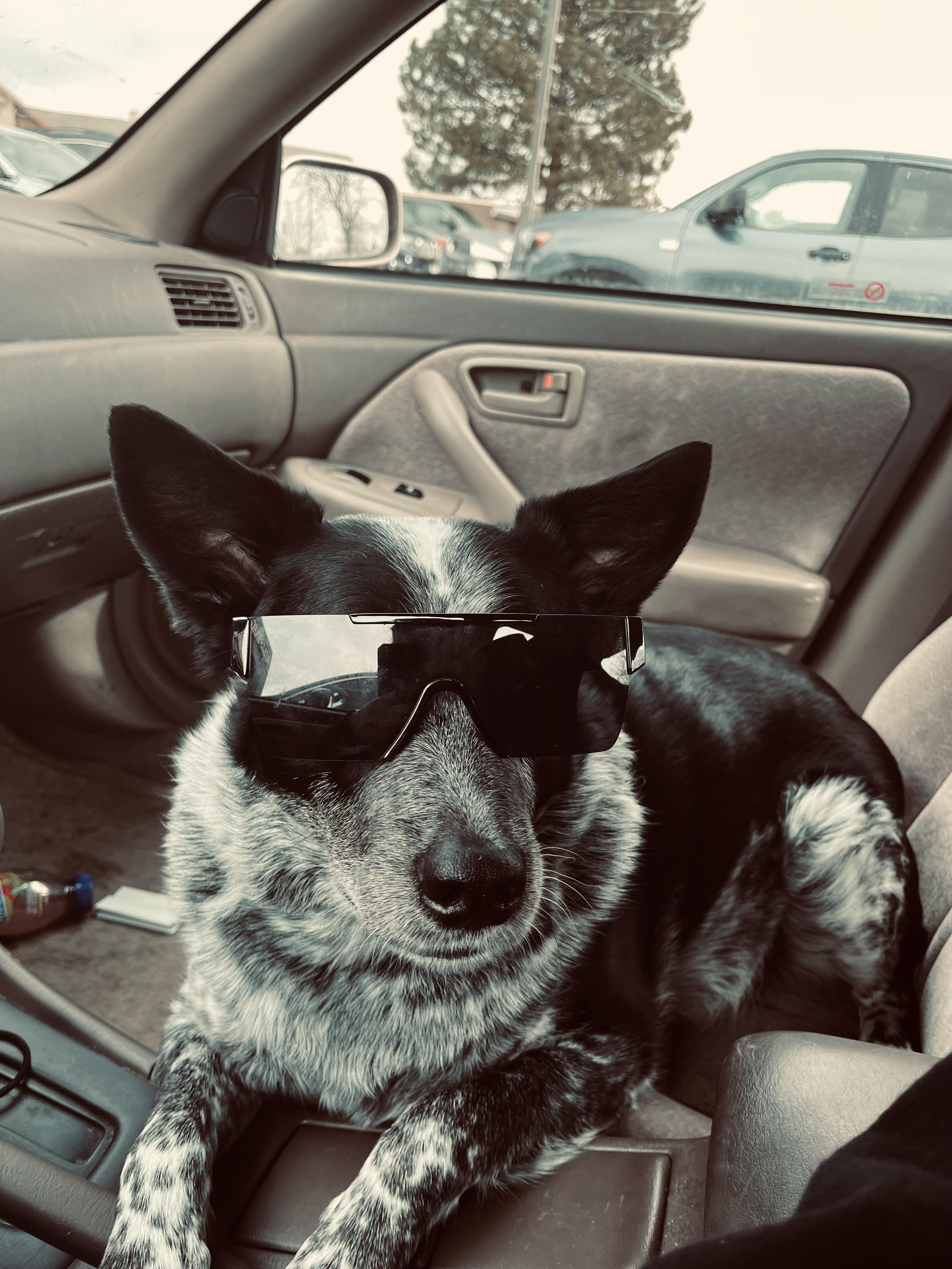 Courtesy Post (Please call the owner directly) ALPHA, a Adoptable Australian Cattle Dog / Blue Heeler in Montrose, CO image 3/5